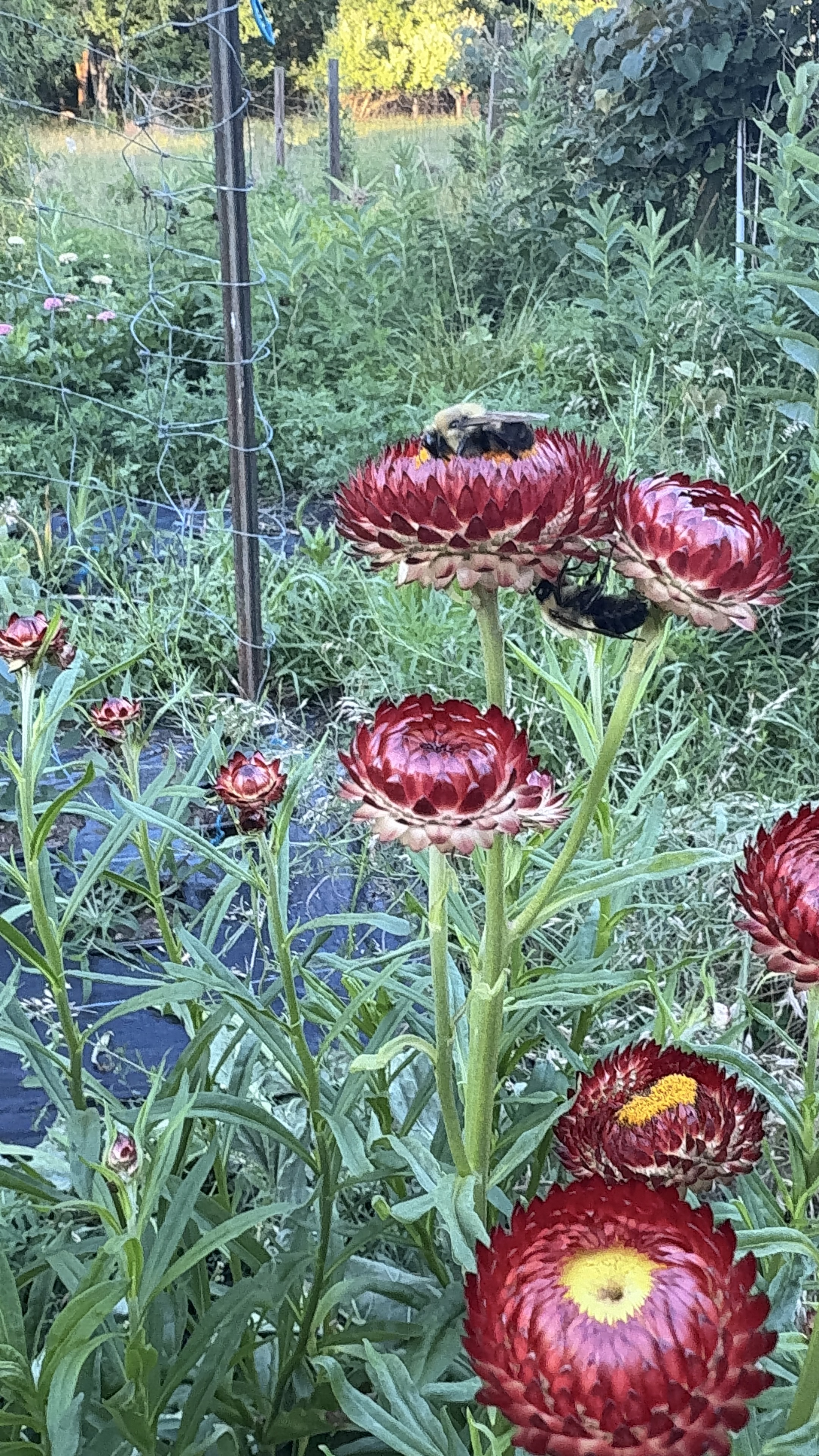 XEROCHRYSUM bracteatum Copper Red
