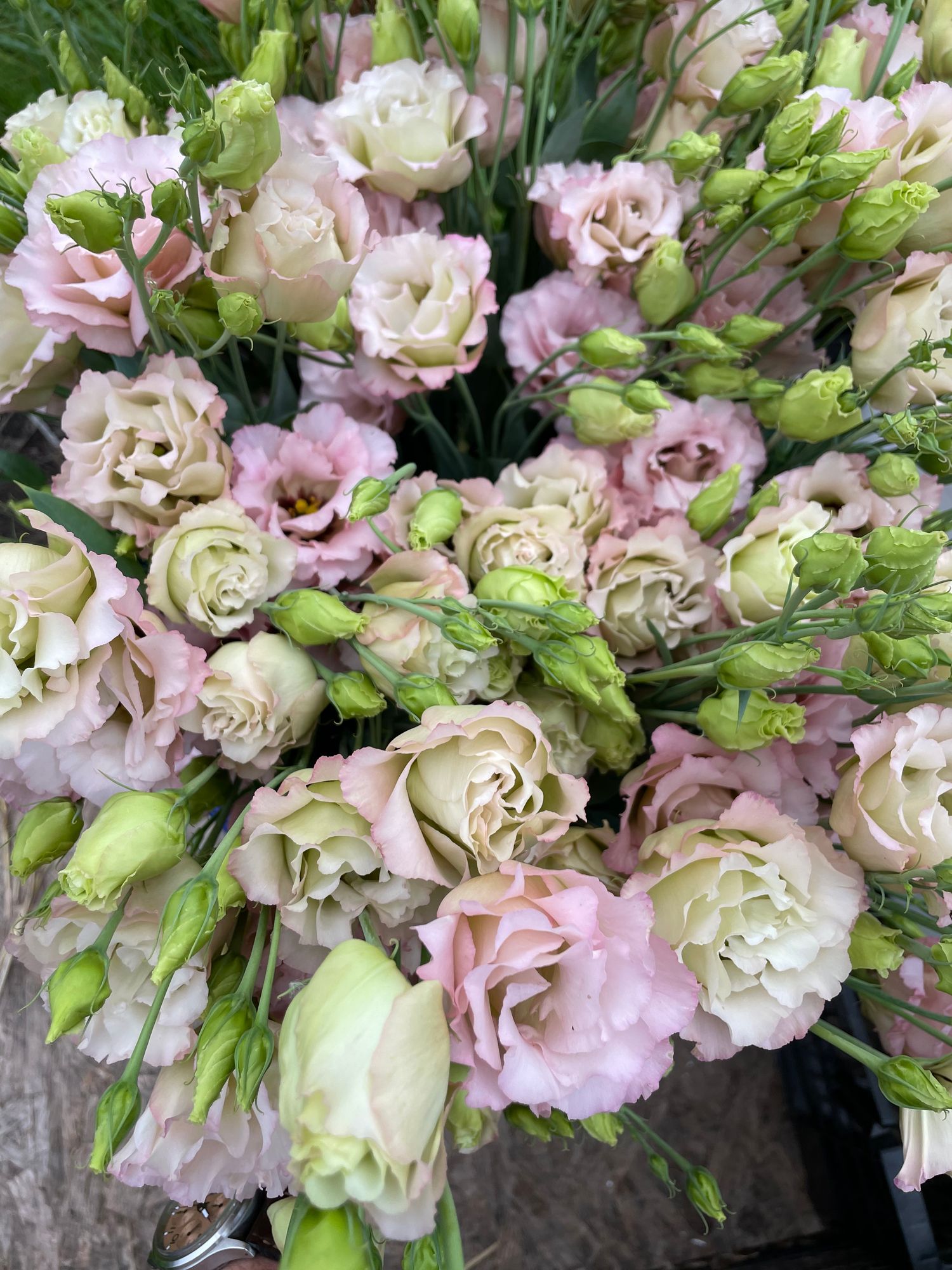 EUSTOMA grandiflorum Voyage Champagne