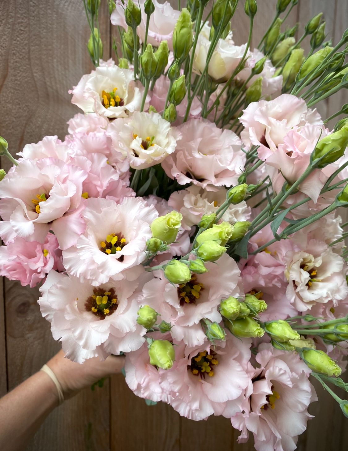 EUSTOMA grandiflorum