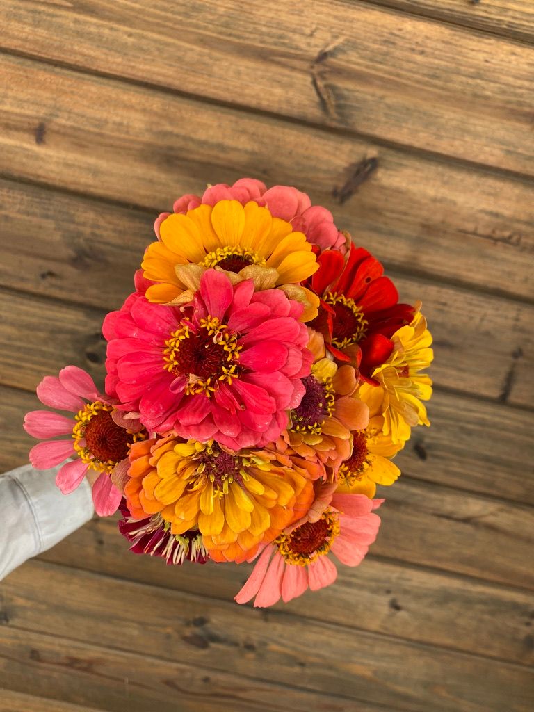 ZINNIA elegans Benarys Giant
