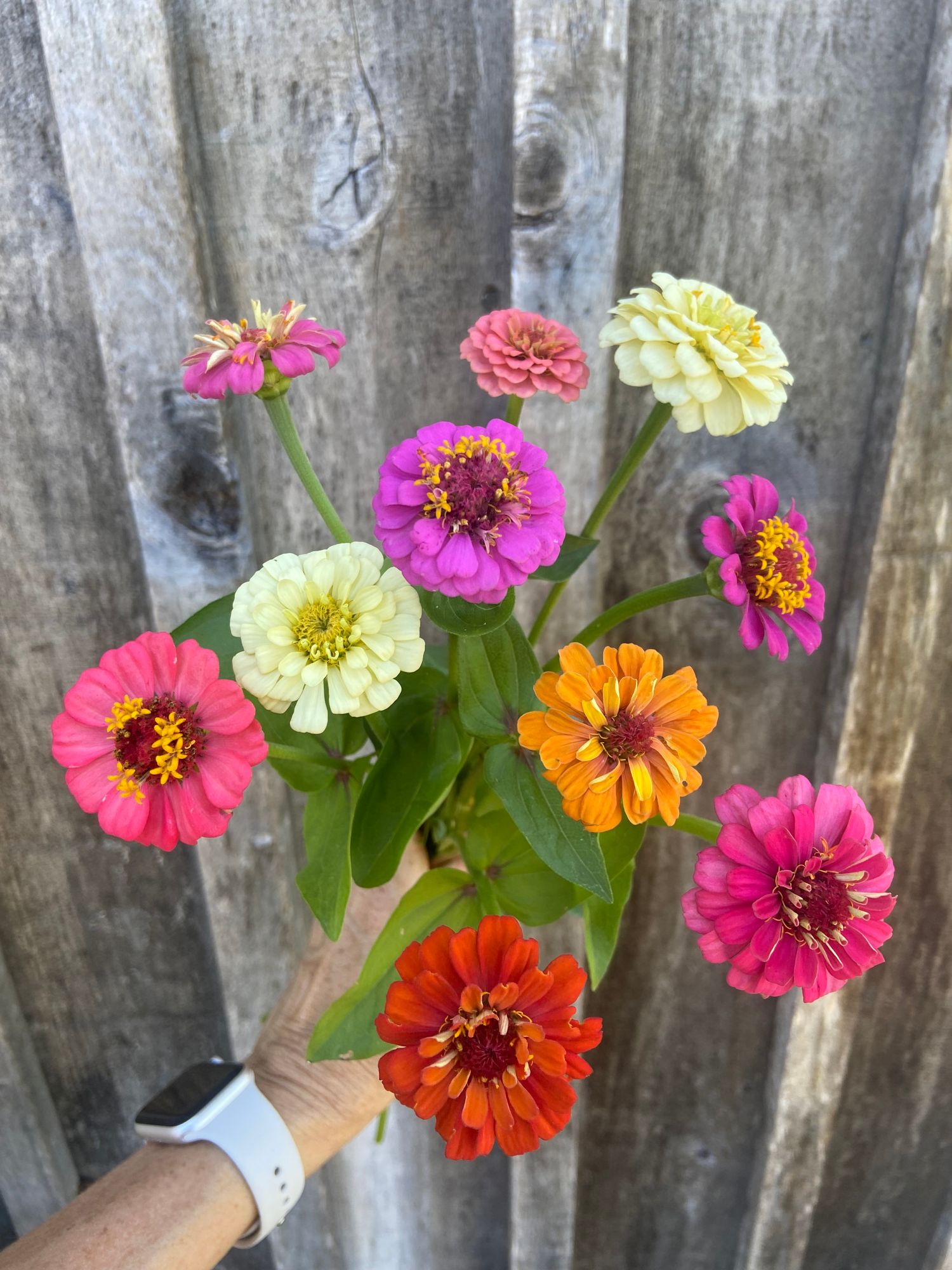 ZINNIA