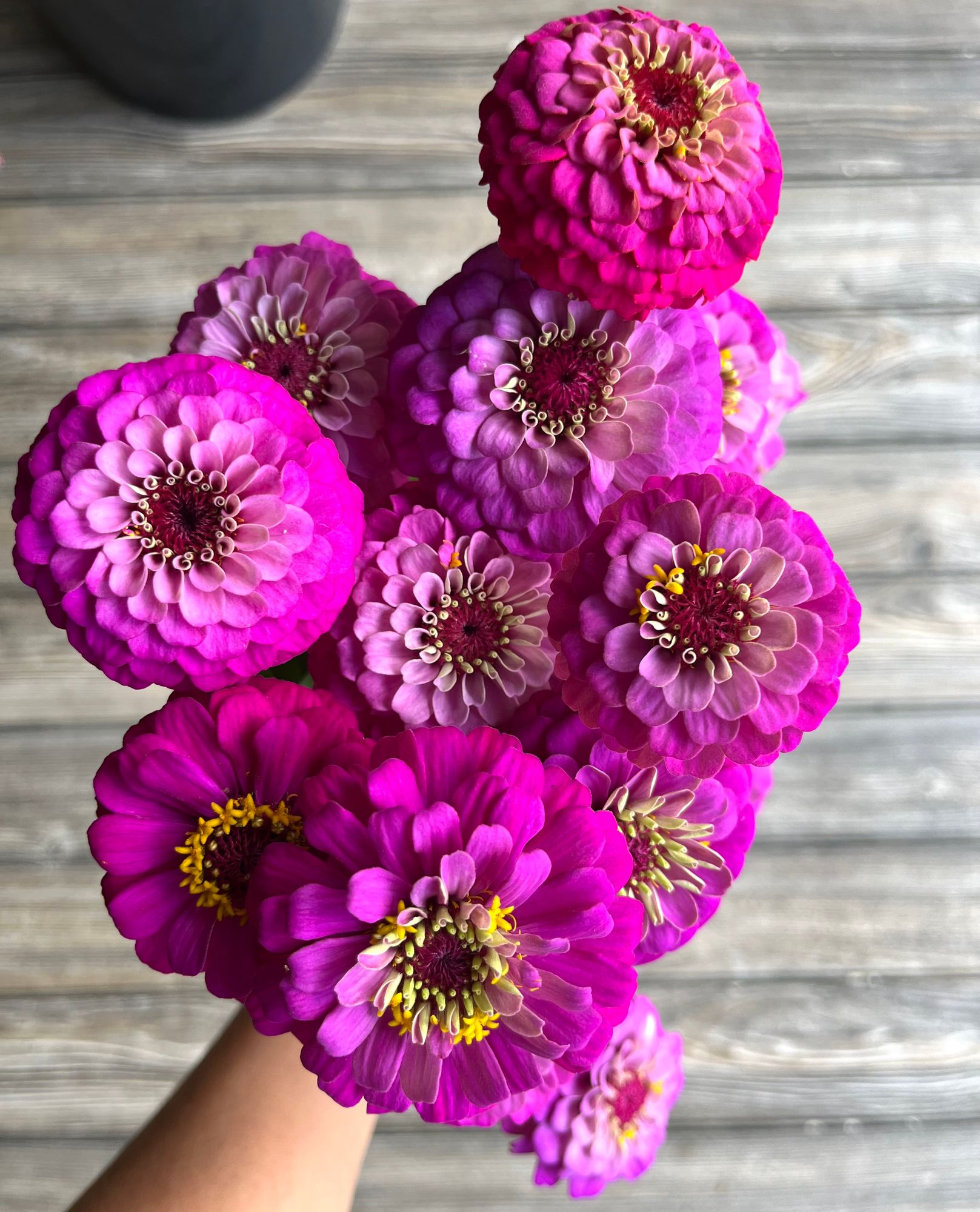 ZINNIA elegans Oklahoma Series