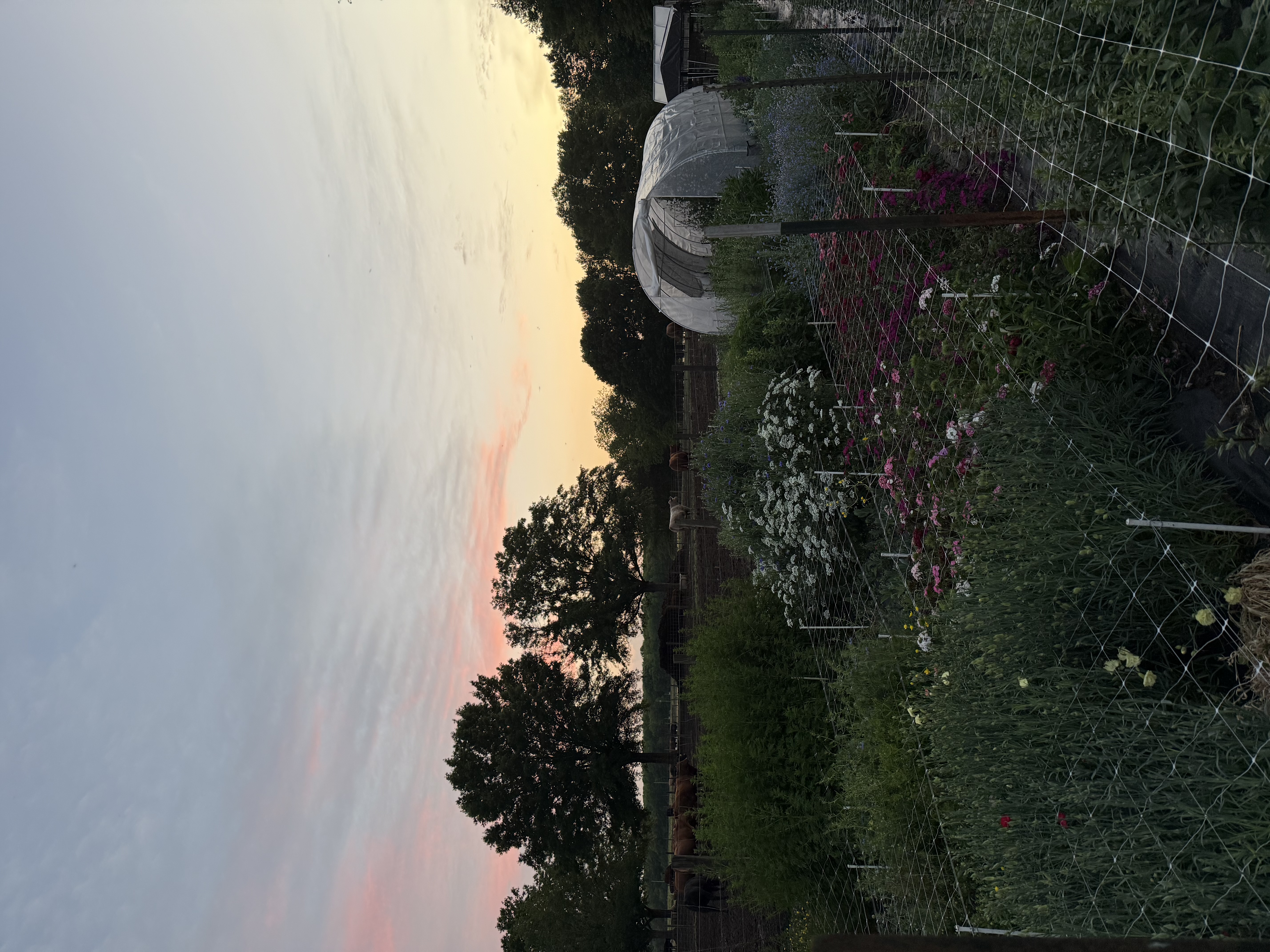 Farmgirl Flower Farm Banner