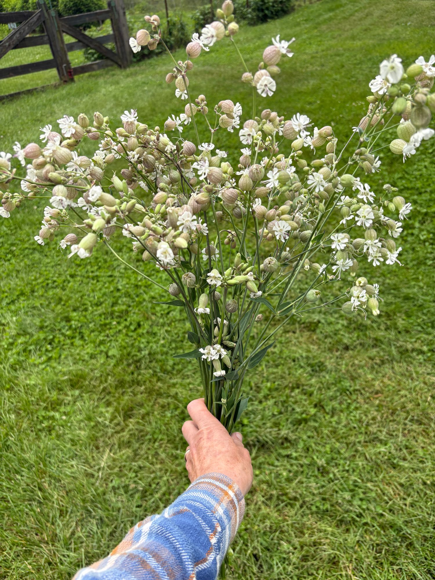 SILENE vulgaris Blushing Lanterns