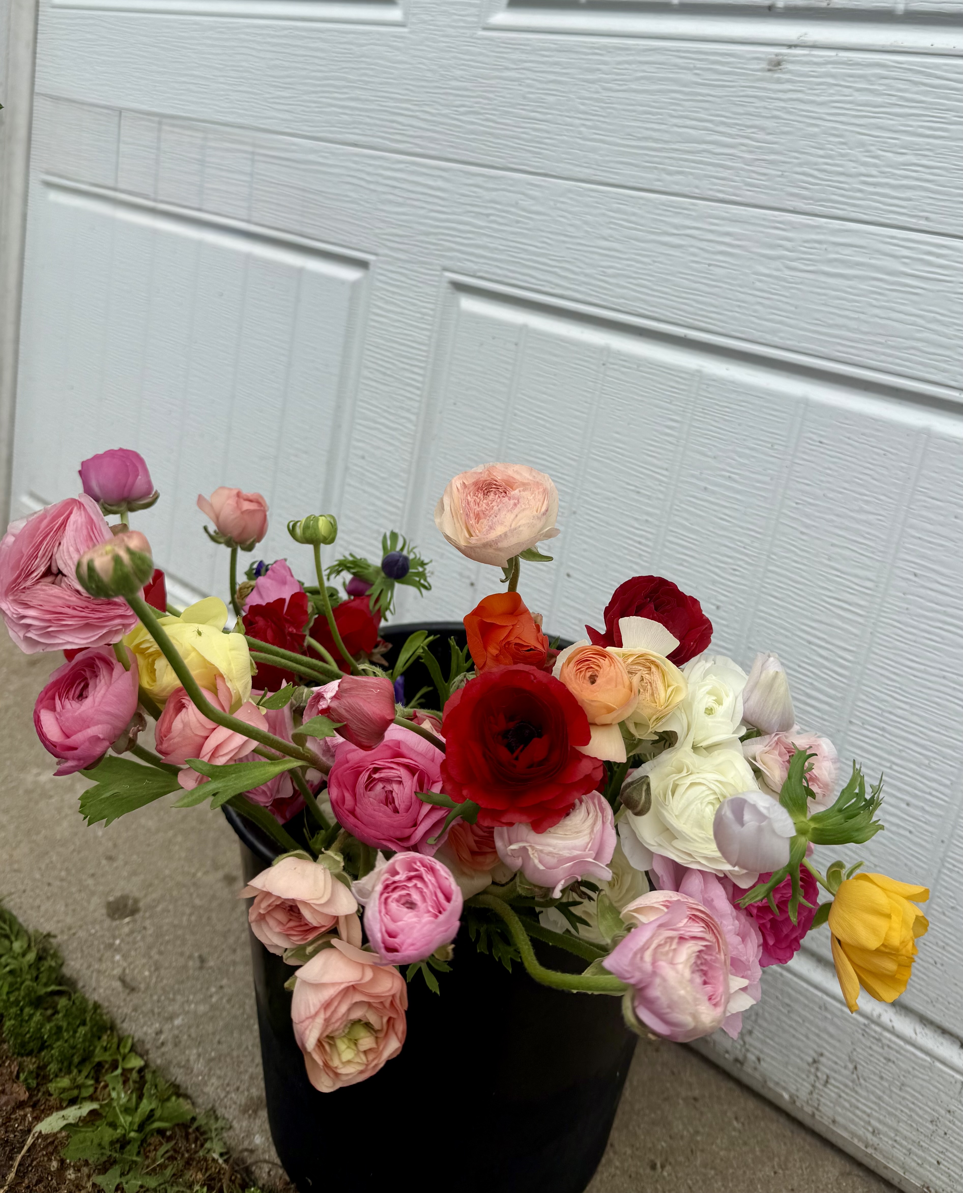 RANUNCULUS Amandine Pastel Pink