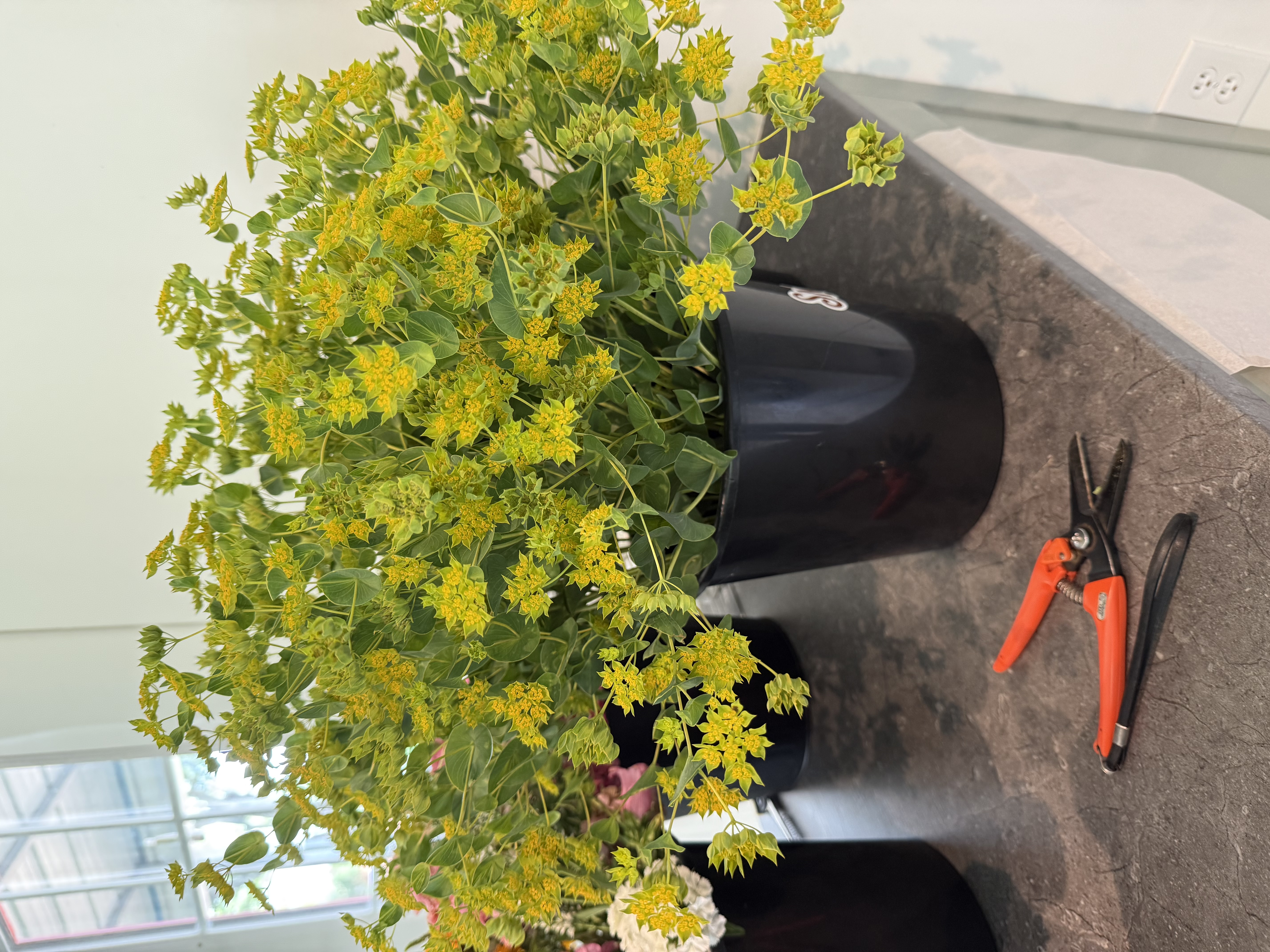 BUPLEURUM griffithii Green Gold