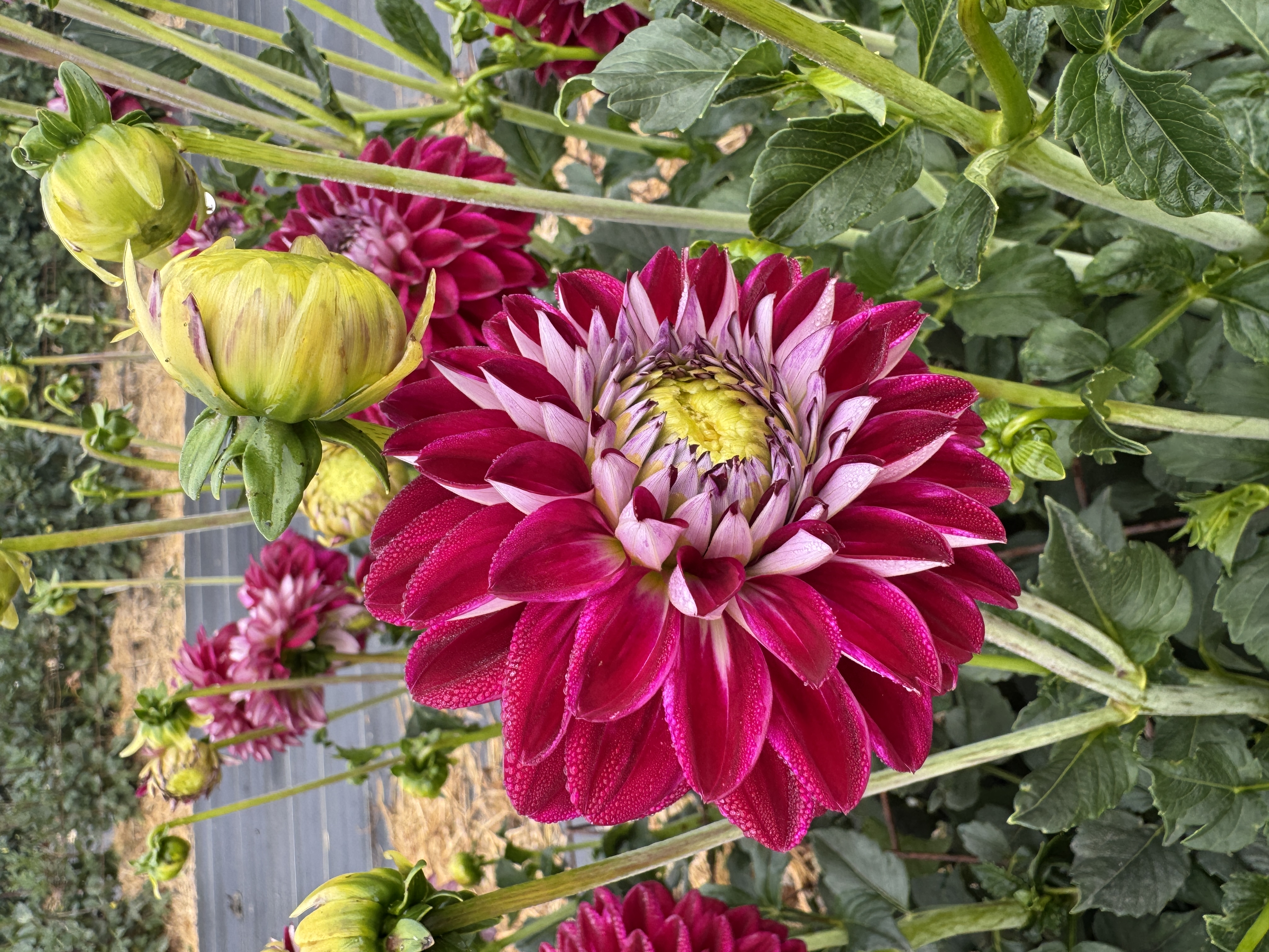 DAHLIA Decorative
