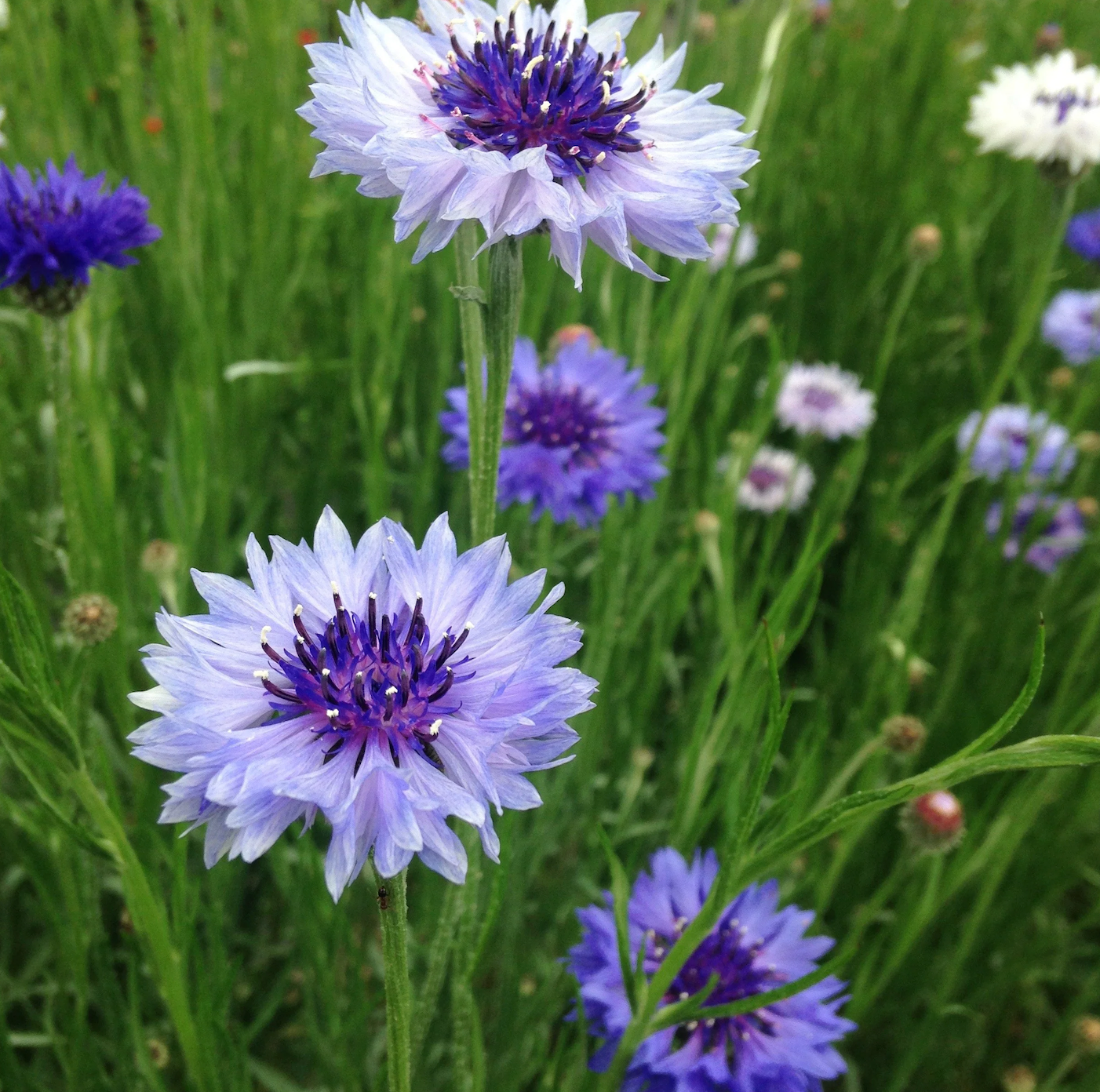 CENTAUREA cyanus Classic Fantastic
