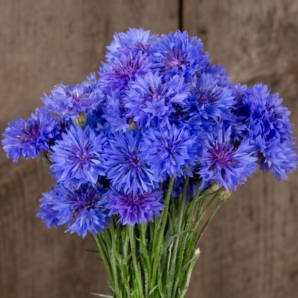 CENTAUREA cyanus Blue Boy