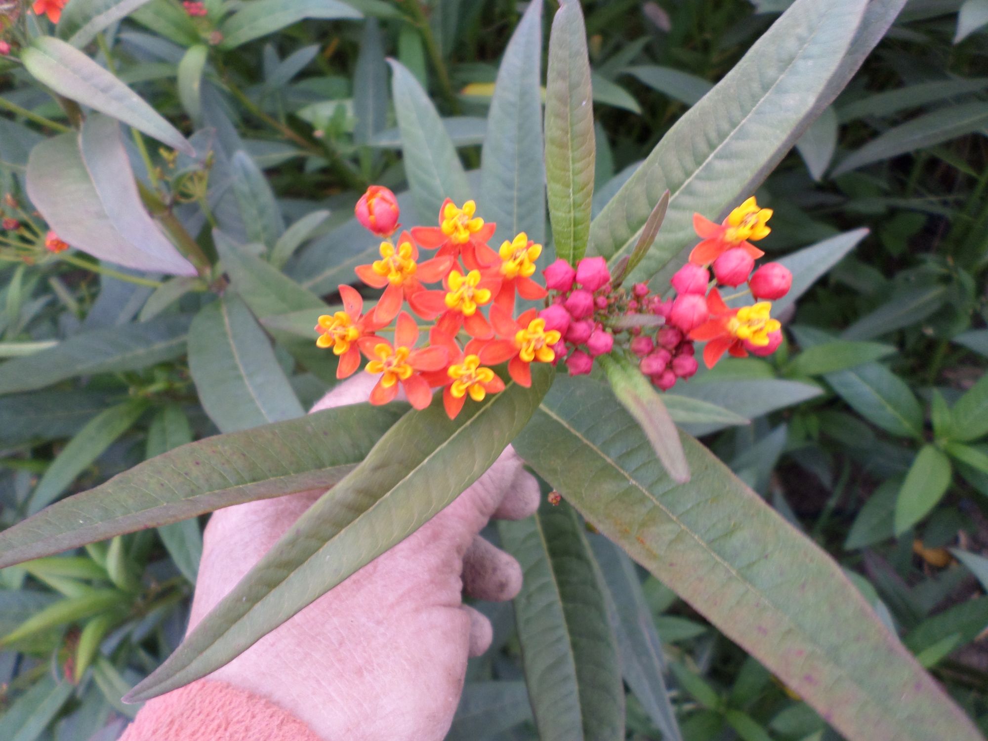 ASCLEPIAS curassavica Apollo Orange