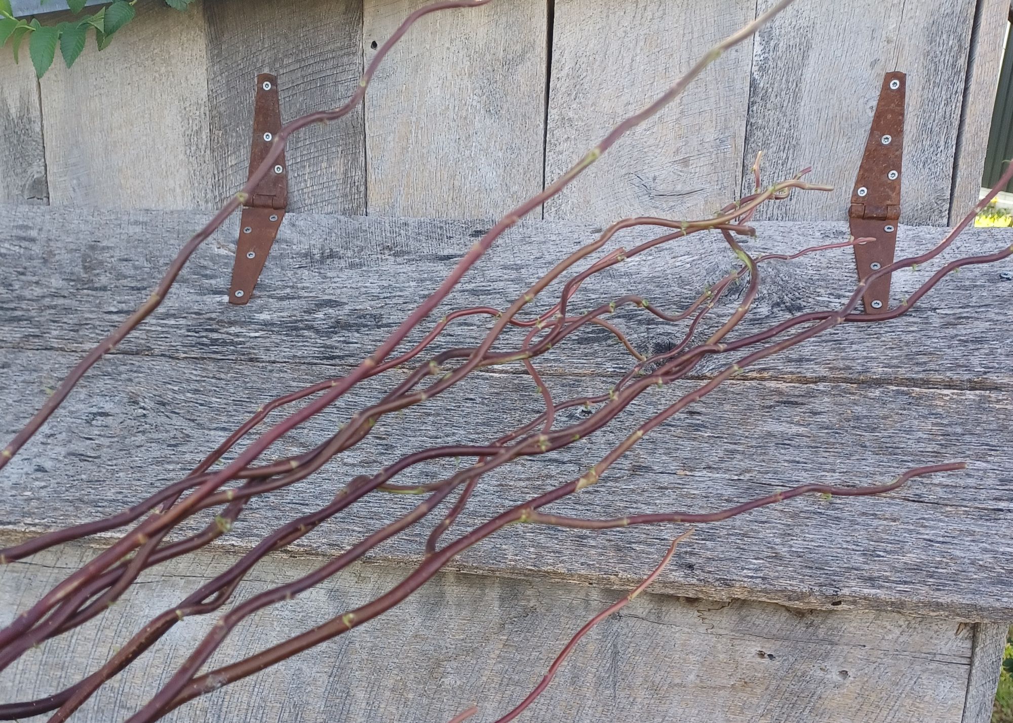 SALIX matsudana var. tortuosa