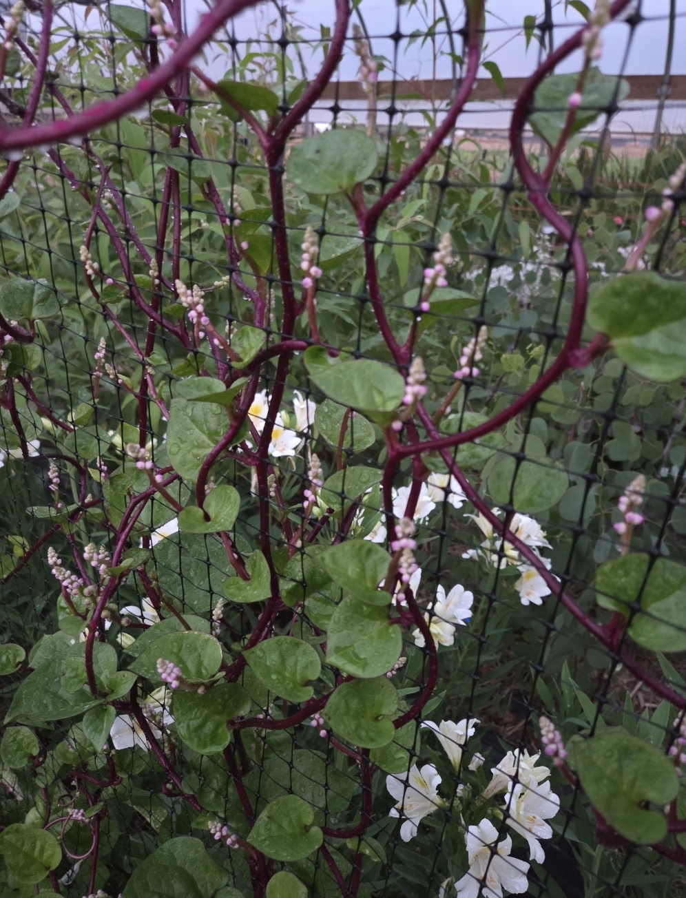BASELLA rubra Red Malabar