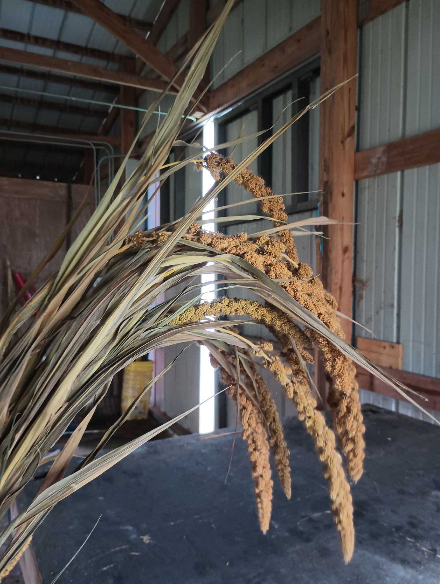 SETARIA