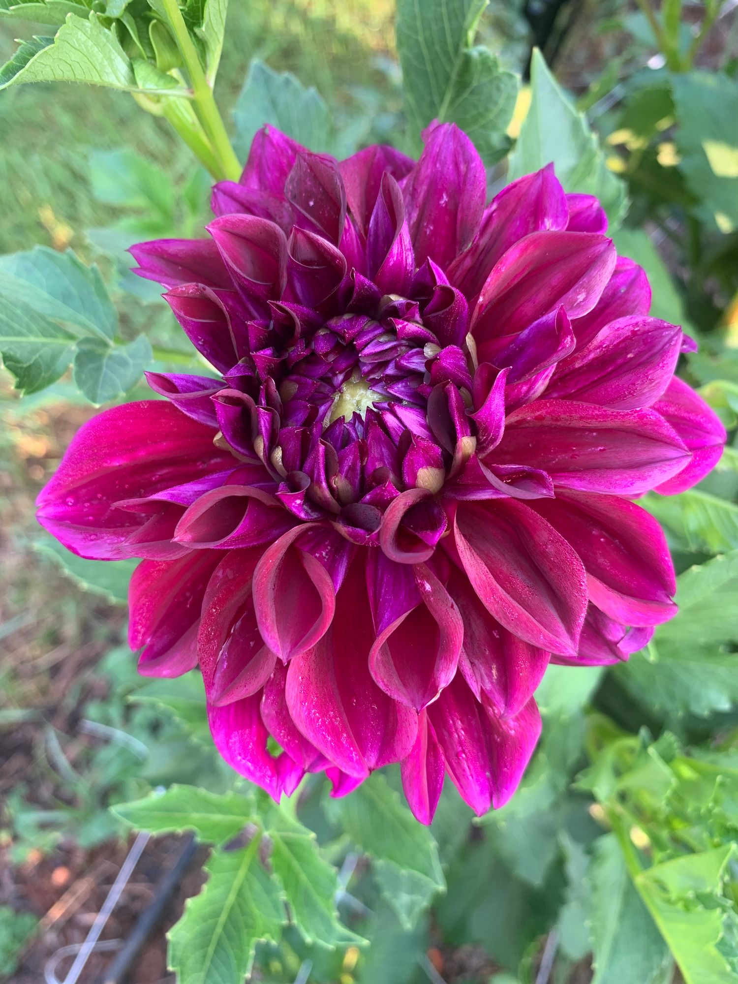 DAHLIA Decorative