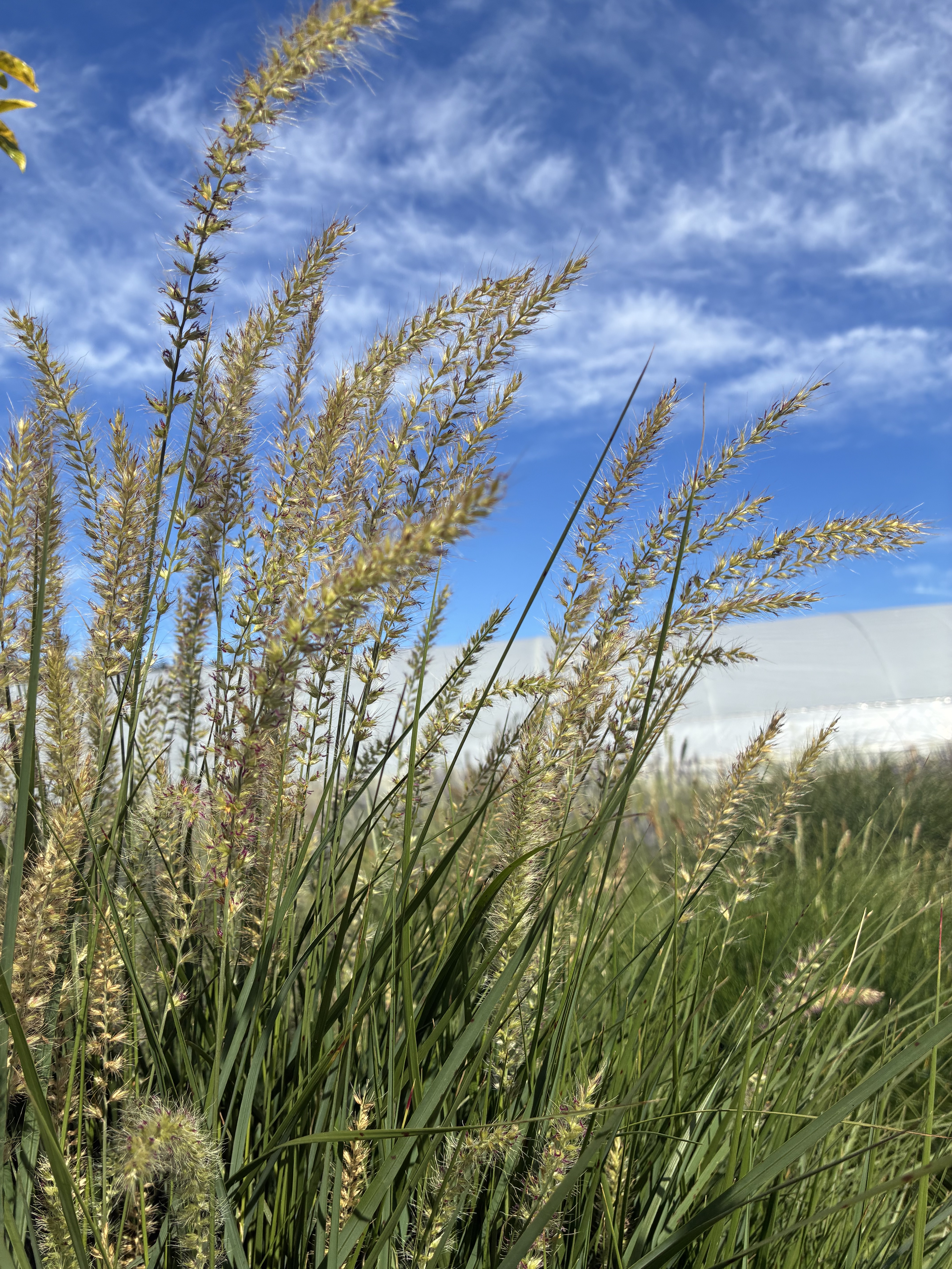 ORNAMENTAL GRASS