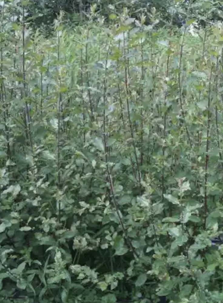 SALIX gracilistyla Melanostachys