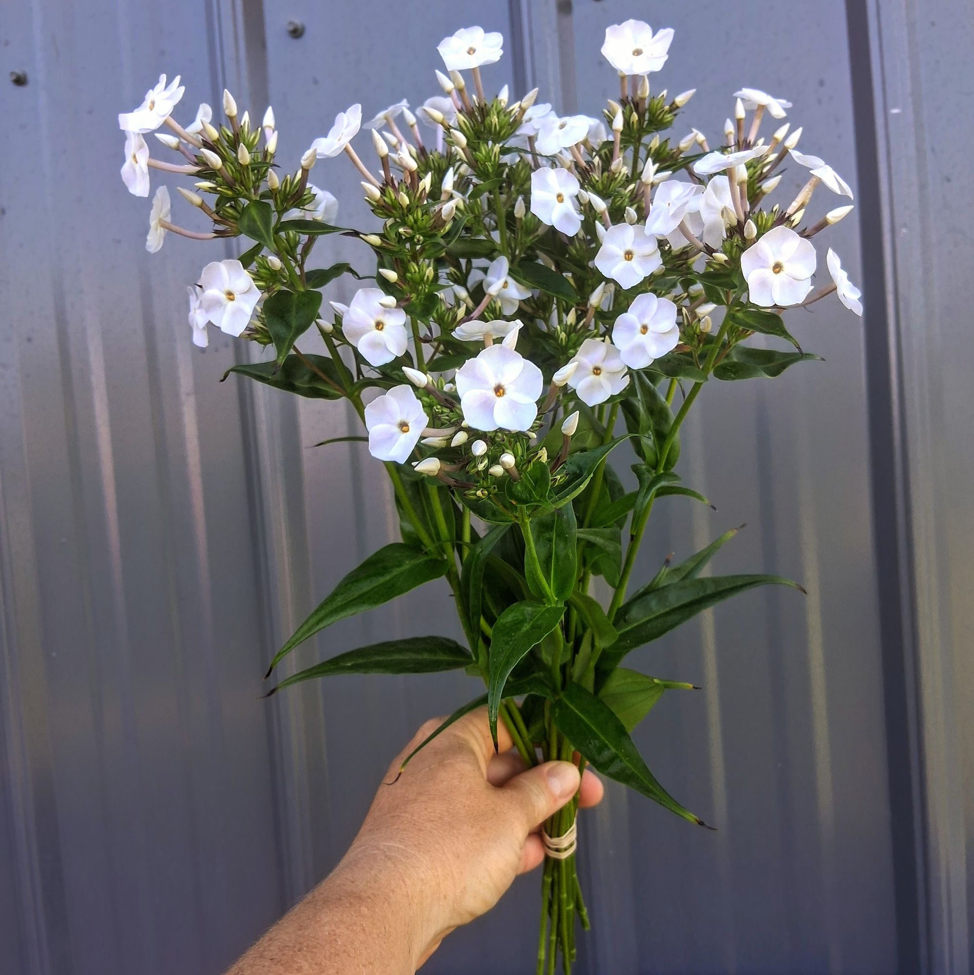 PHLOX x Fashionably Early Crystal