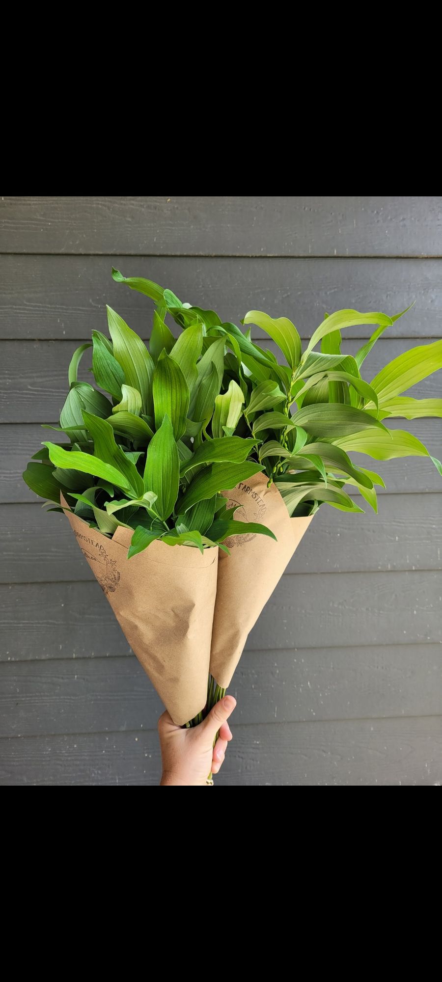 POLYGONATUM multiflorum