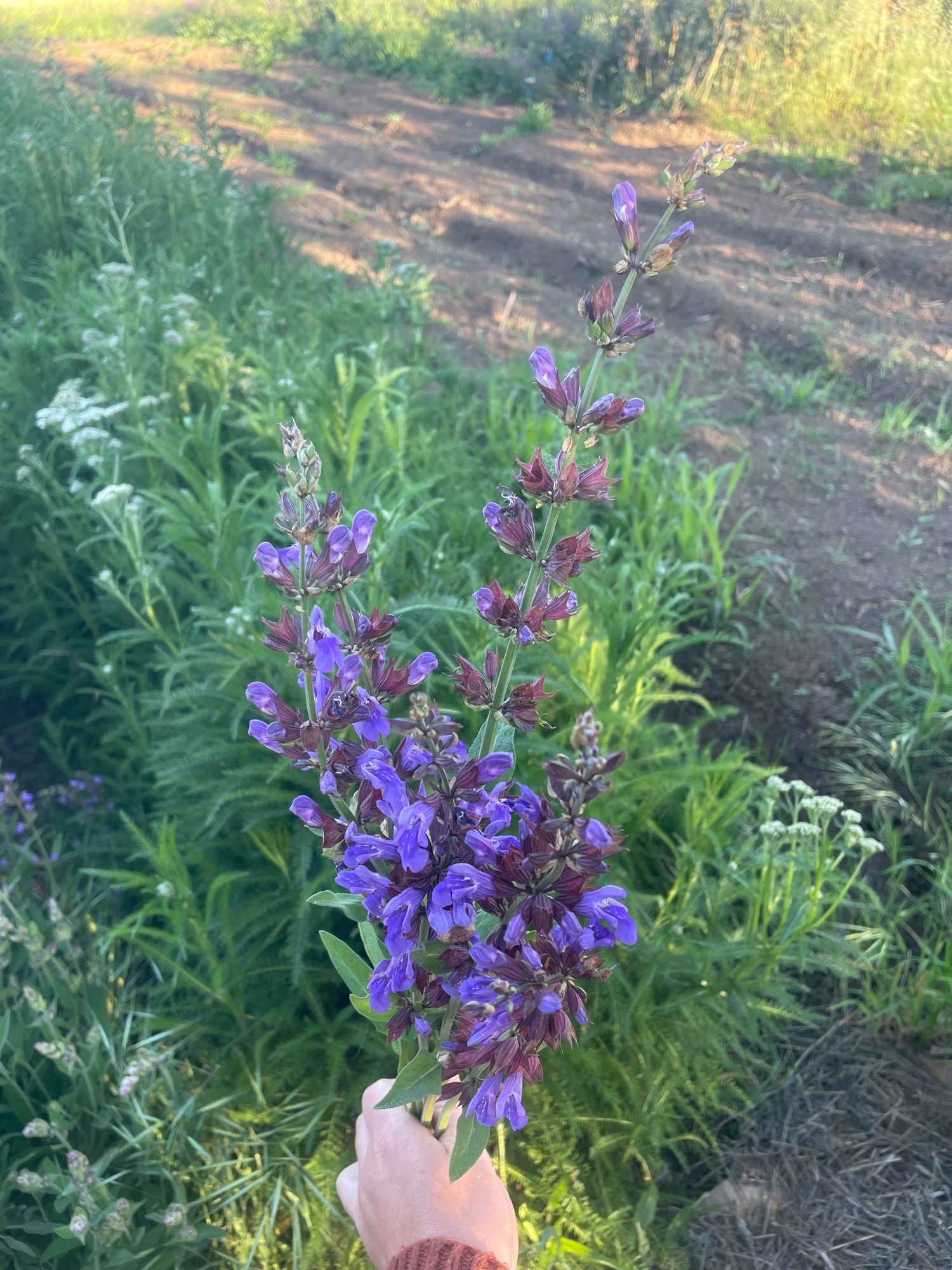 SALVIA officinalis