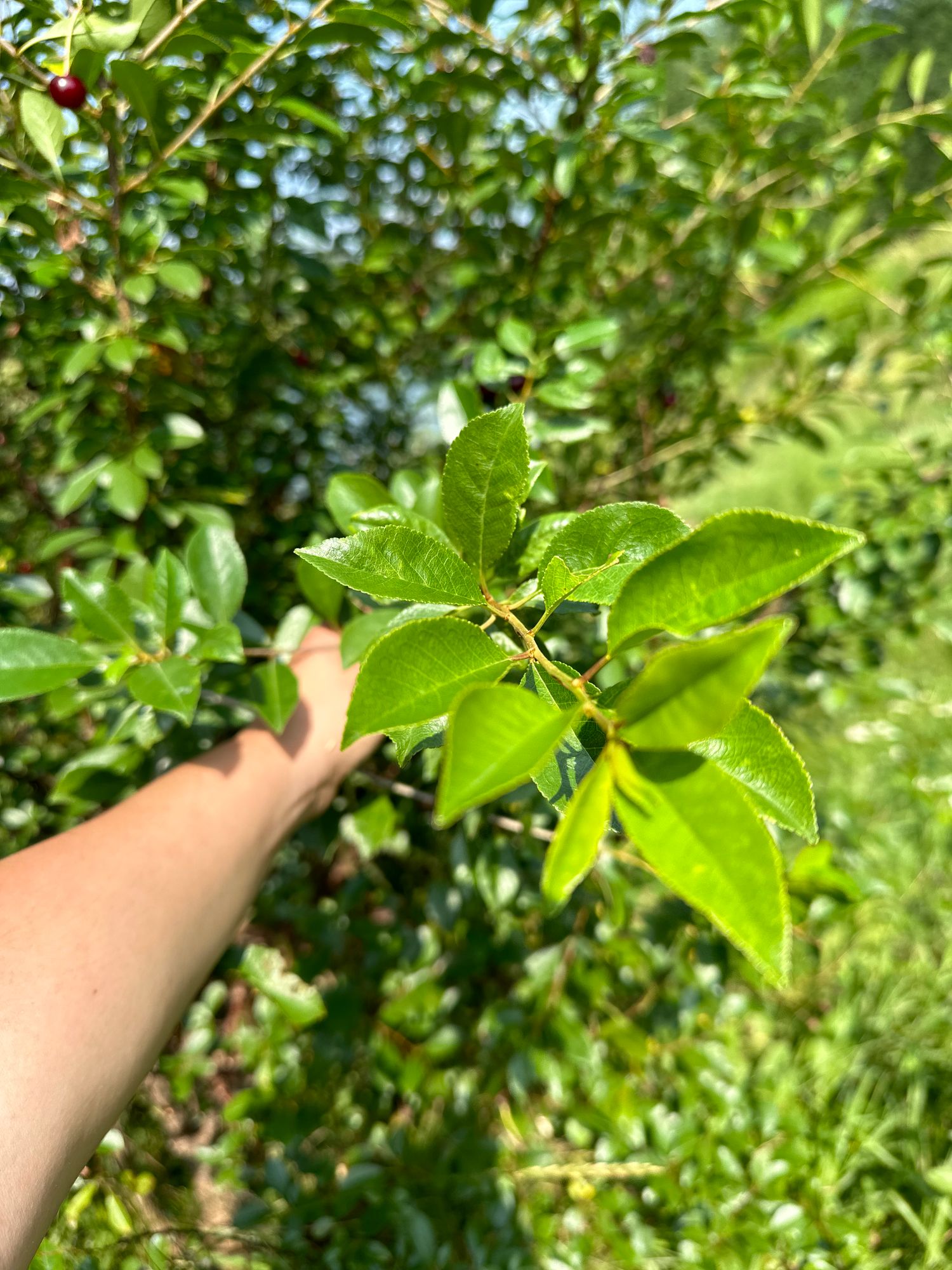 PRUNUS cerasus