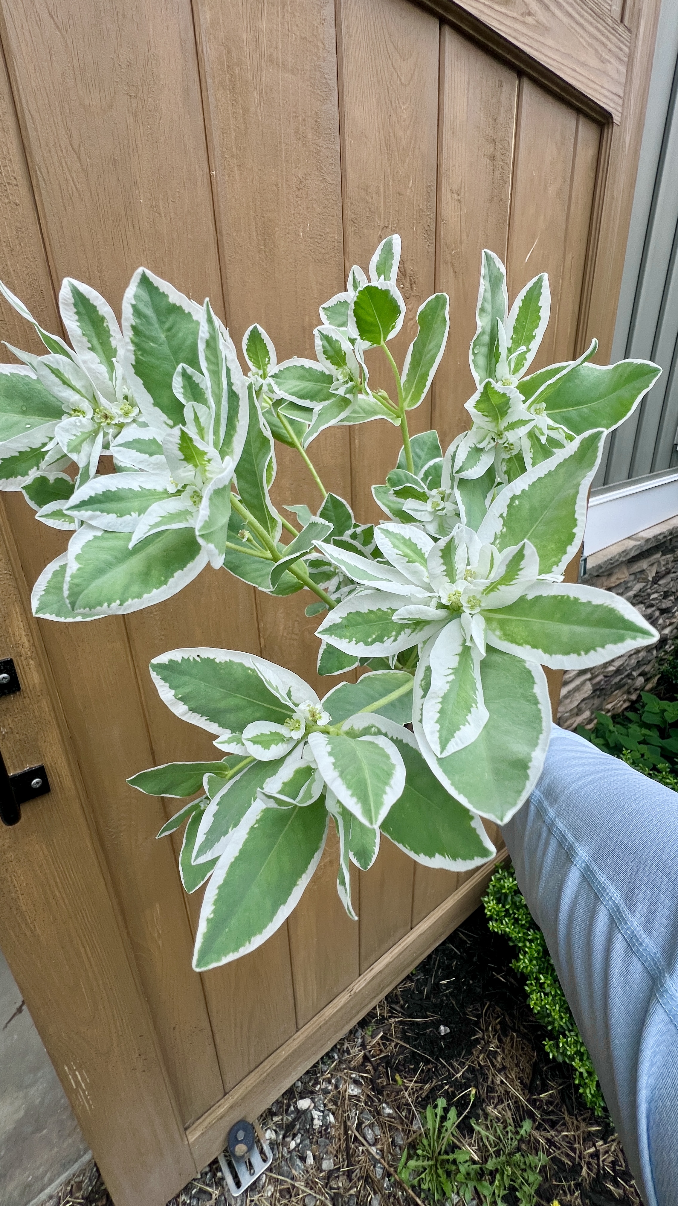 EUPHORBIA characias