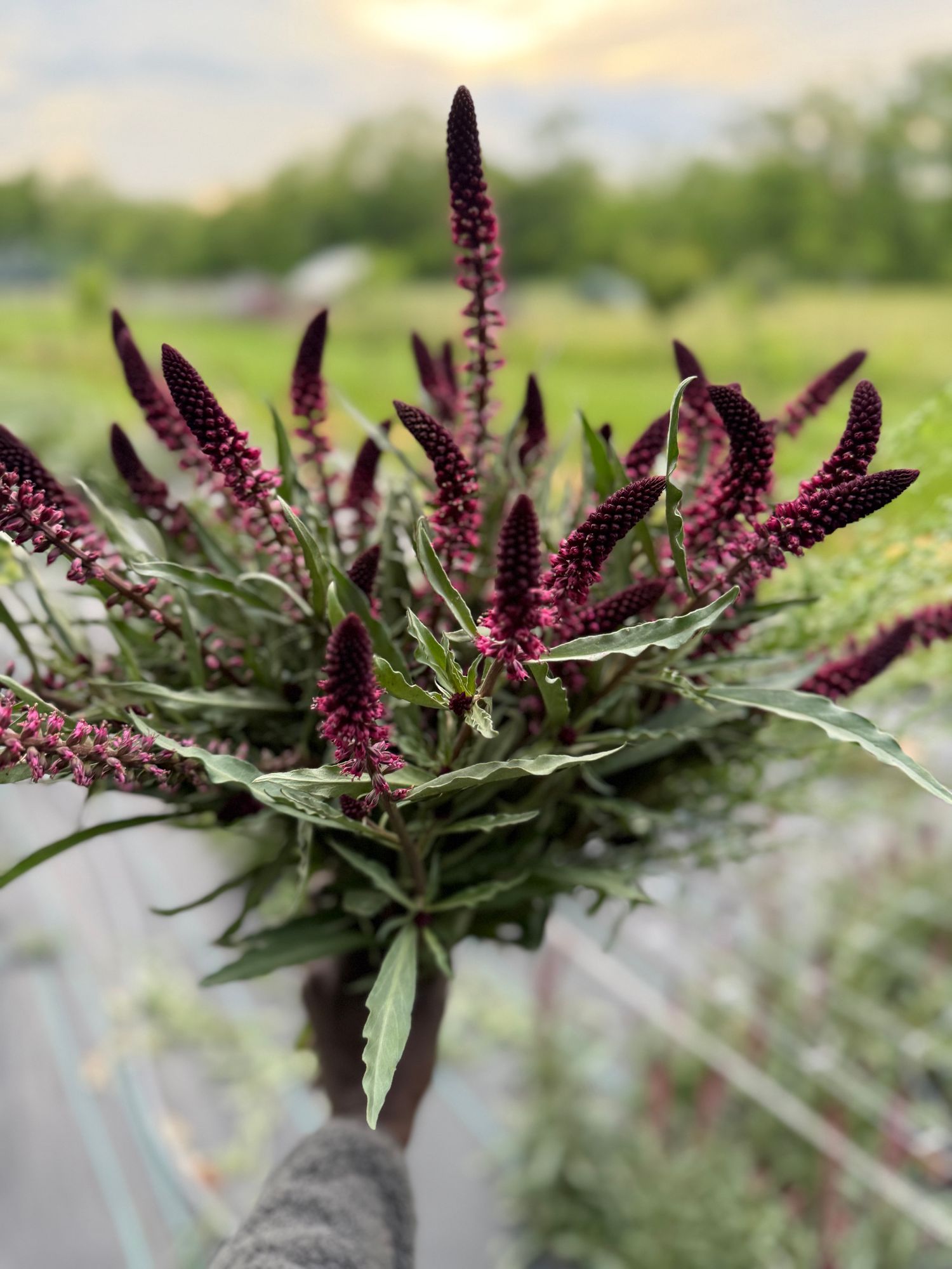 LYSIMACHIA atropurpurea Beaujolais