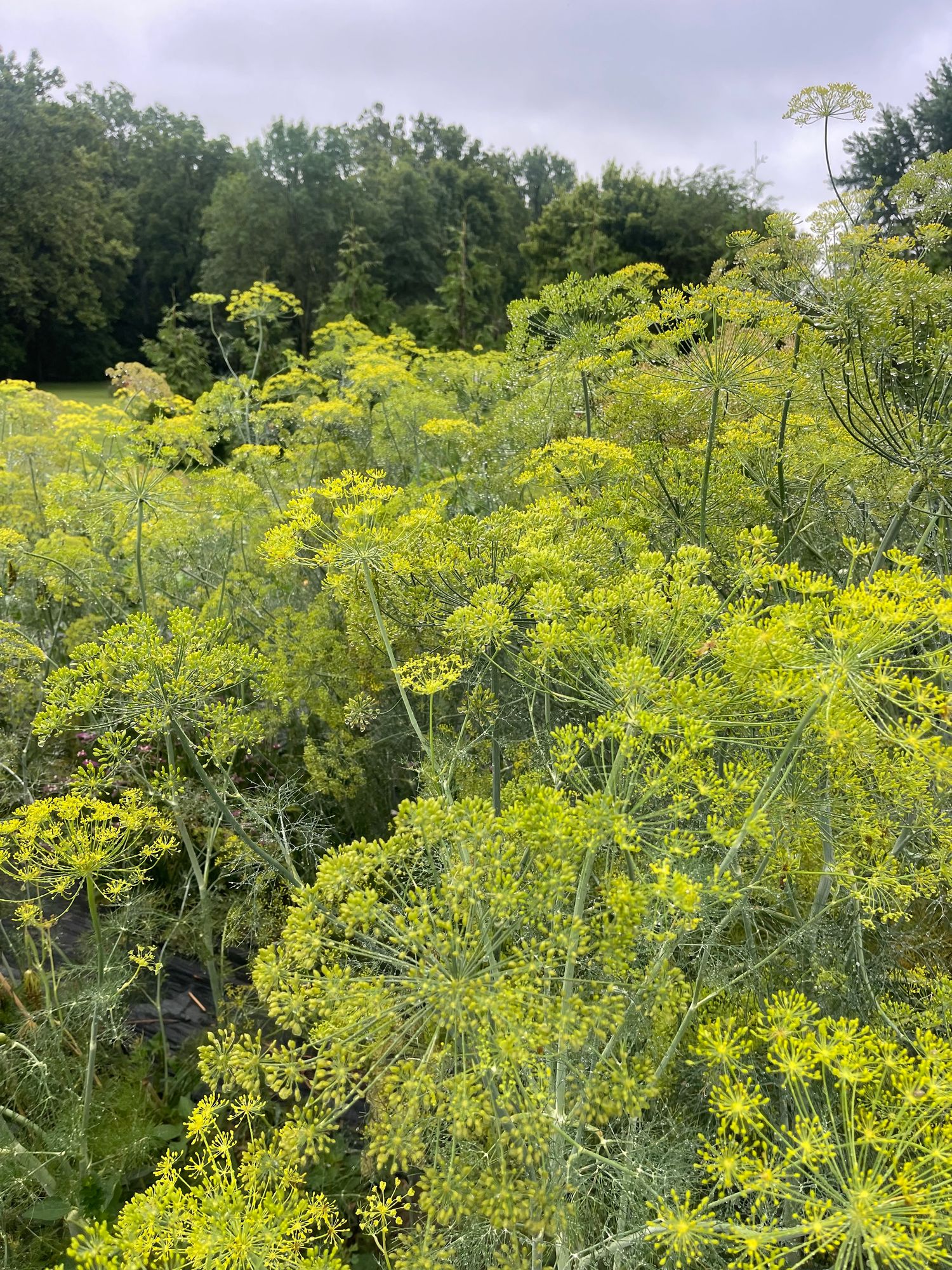 ANETHUM graveolens