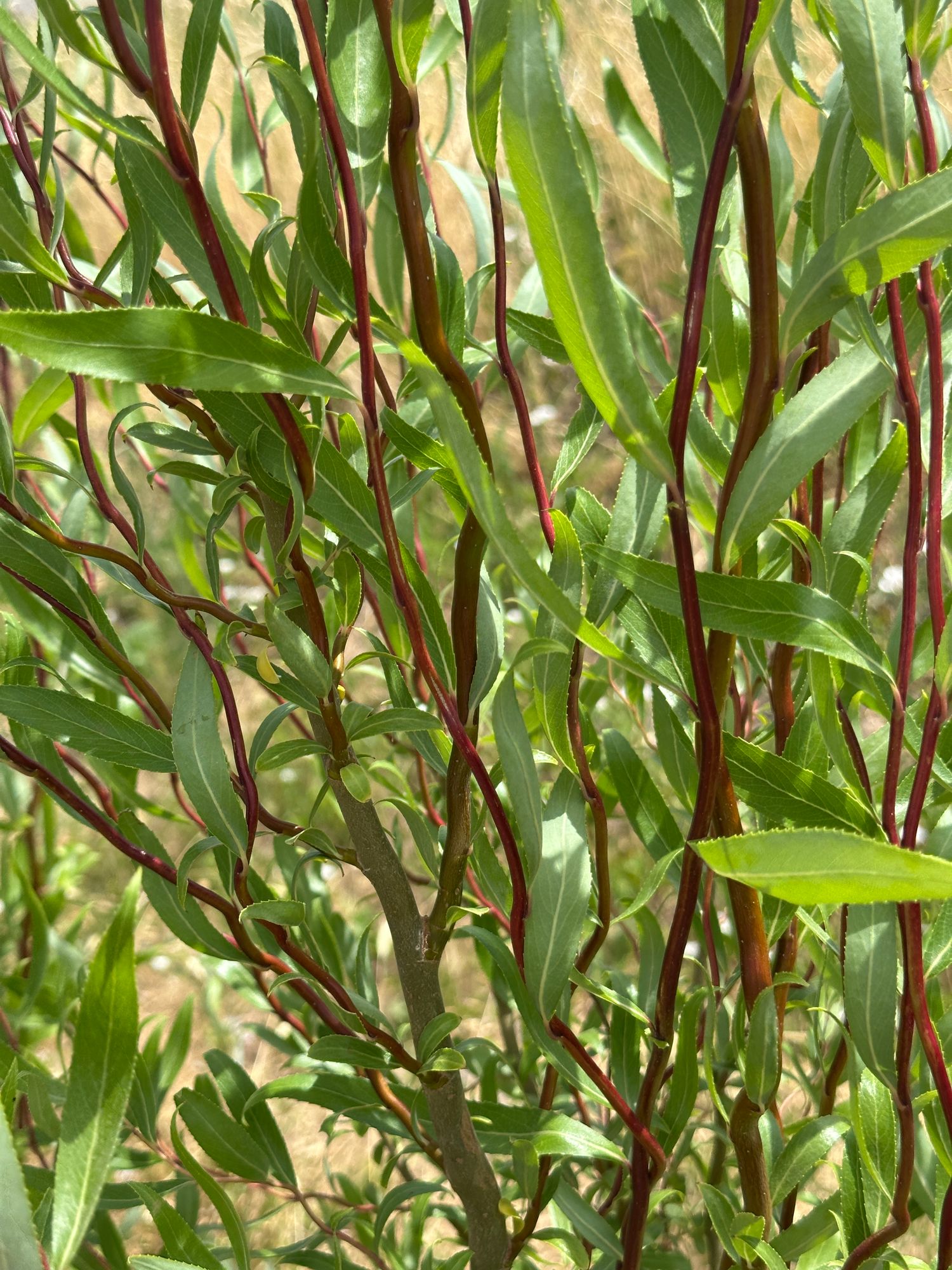 SALIX matsudana var. tortuosa