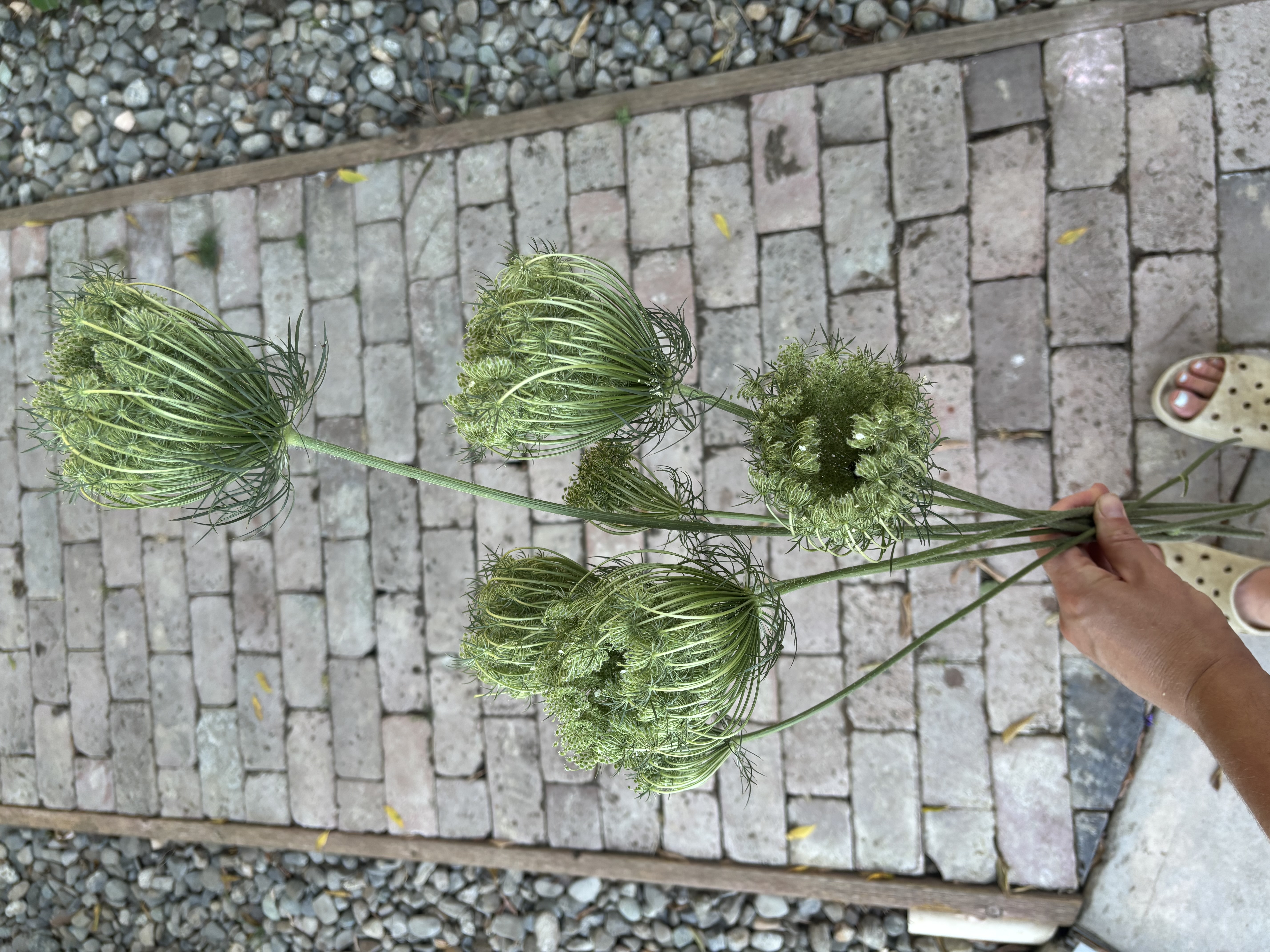DAUCUS carota Dara Dark Red Shades
