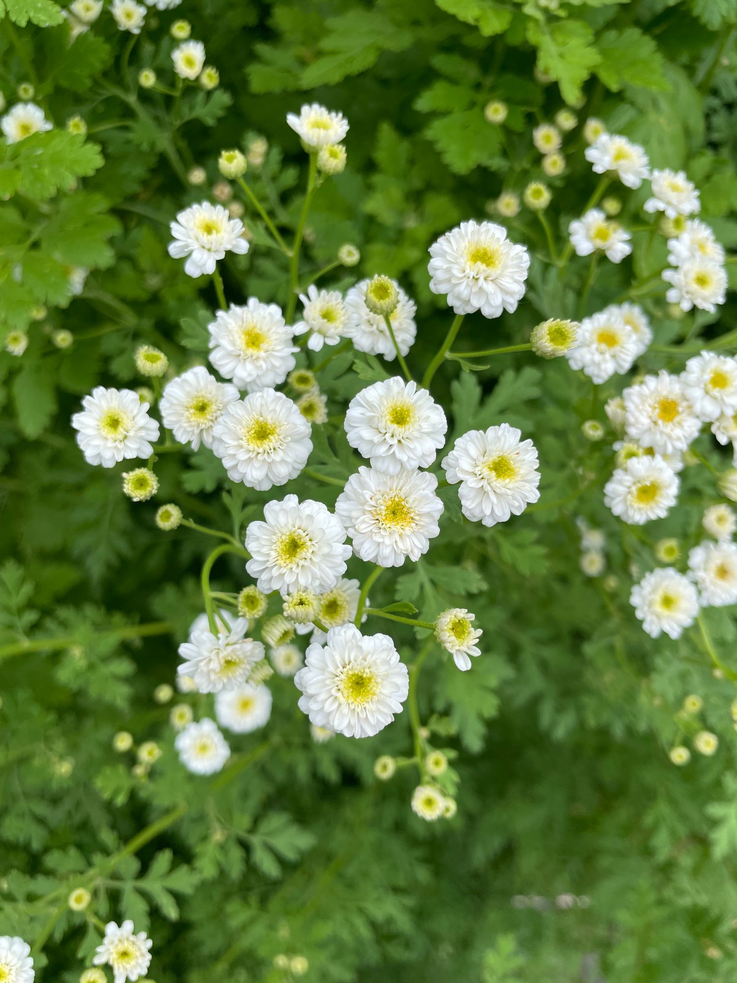 TANACETUM parthenium Tetra