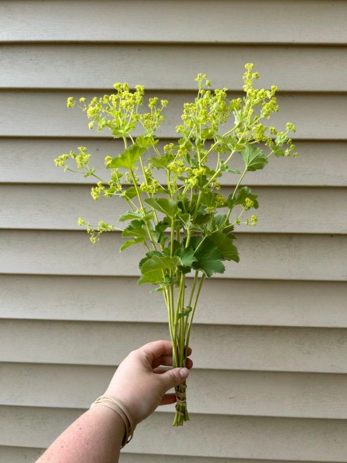 ALCHEMILLA mollis