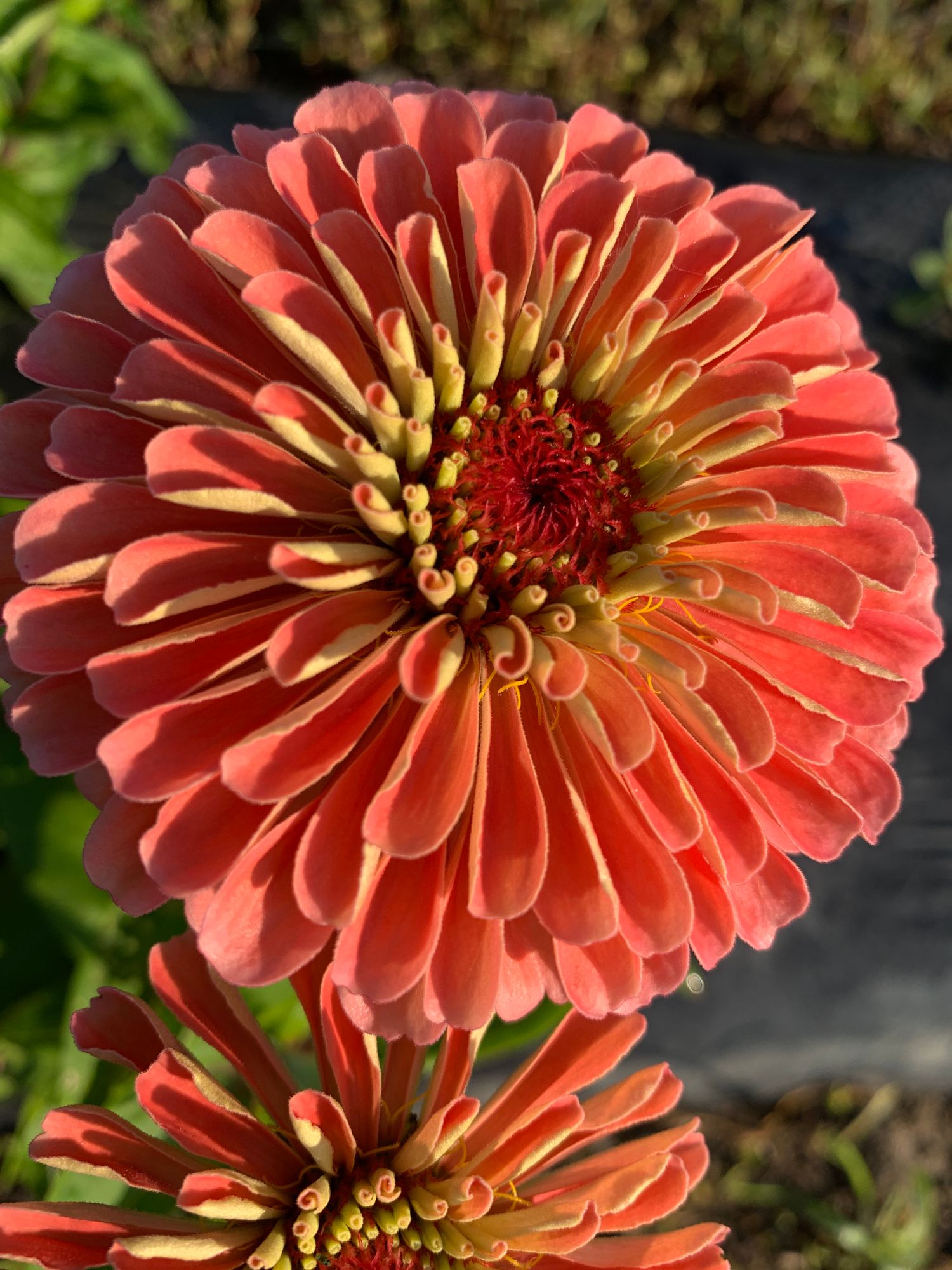 ZINNIA elegans Benarys Giant Salmon Rose