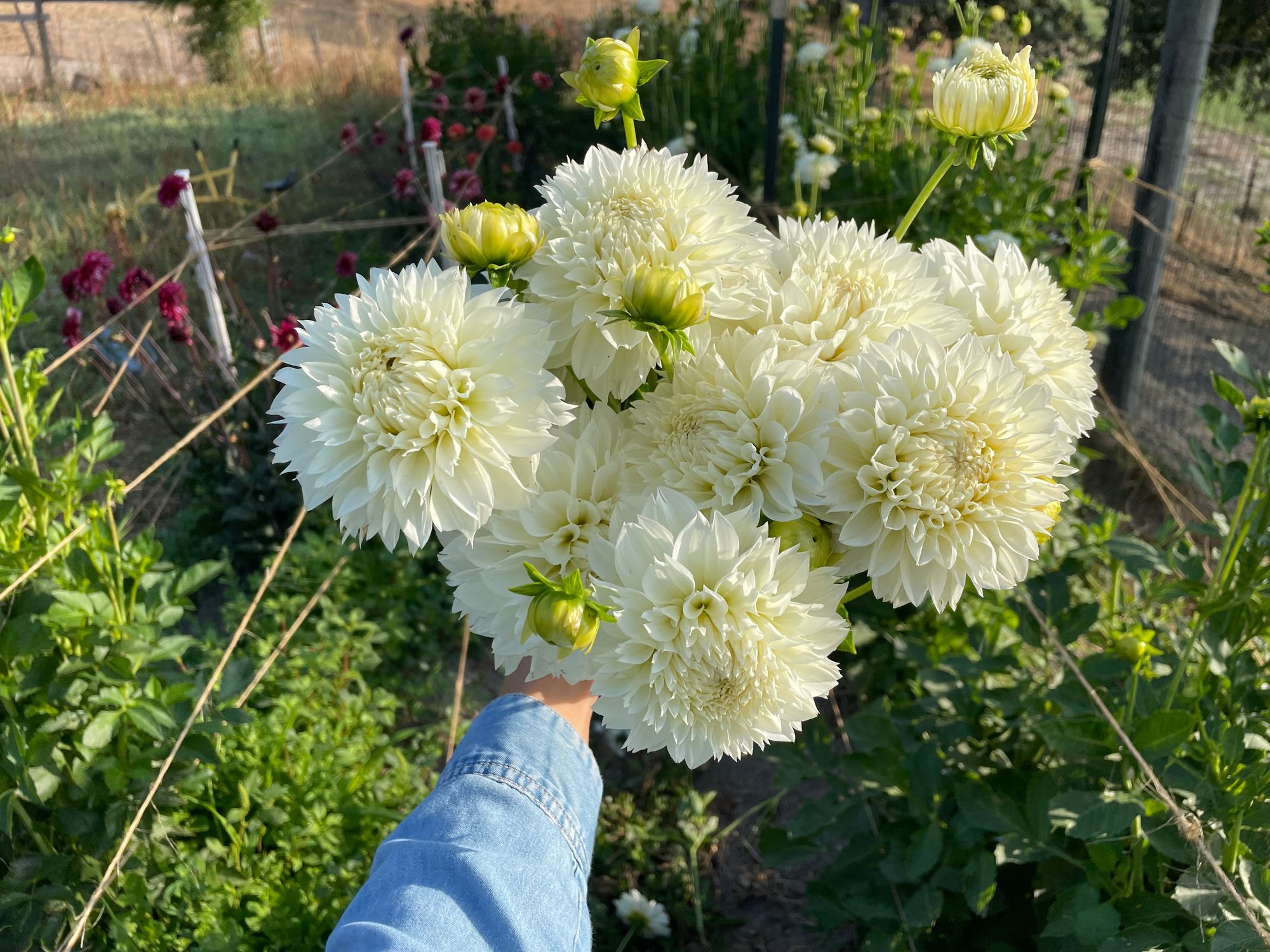 DAHLIA Dinner Plate