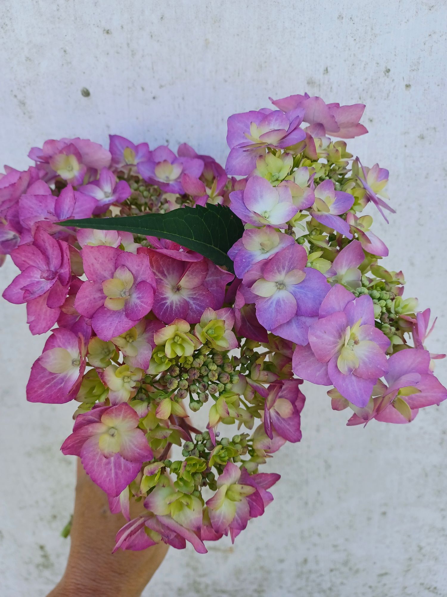 HYDRANGEA macrophylla