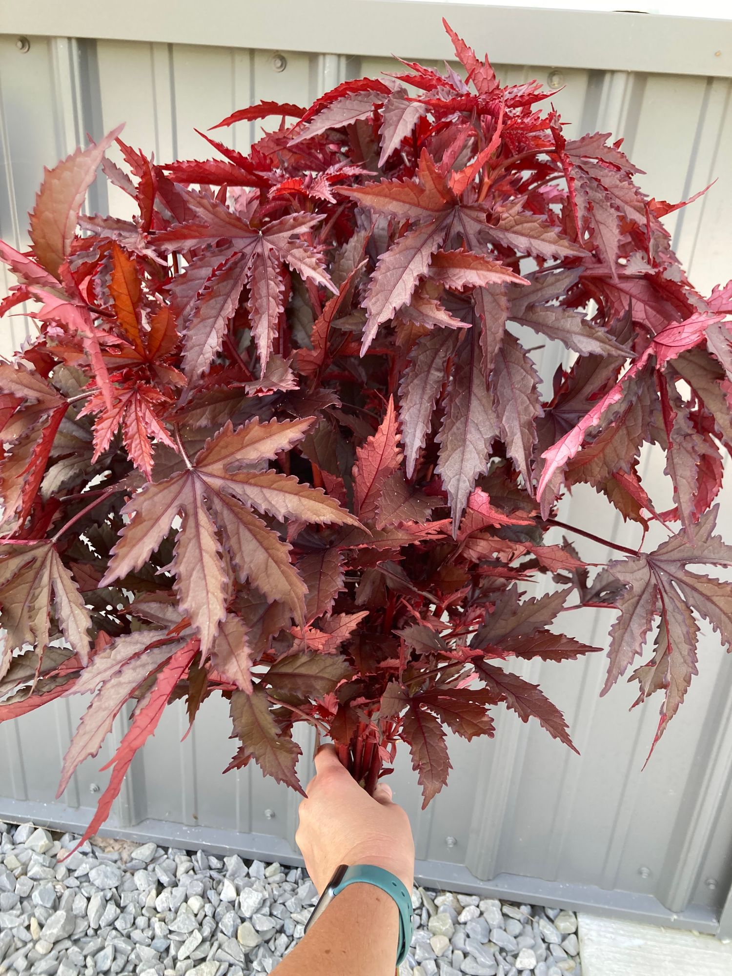 HIBISCUS acetosella