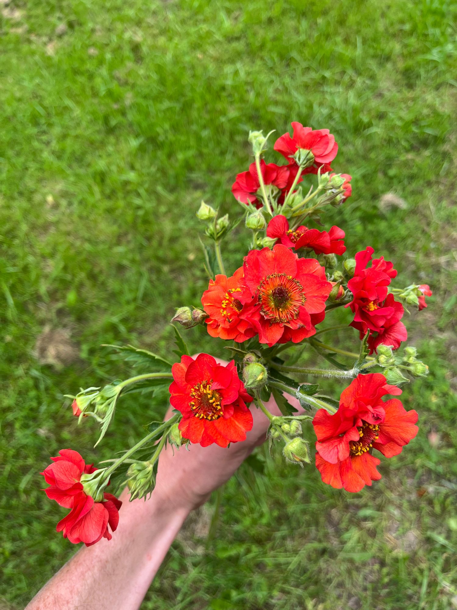GEUM x Mrs. J. Bradshaw