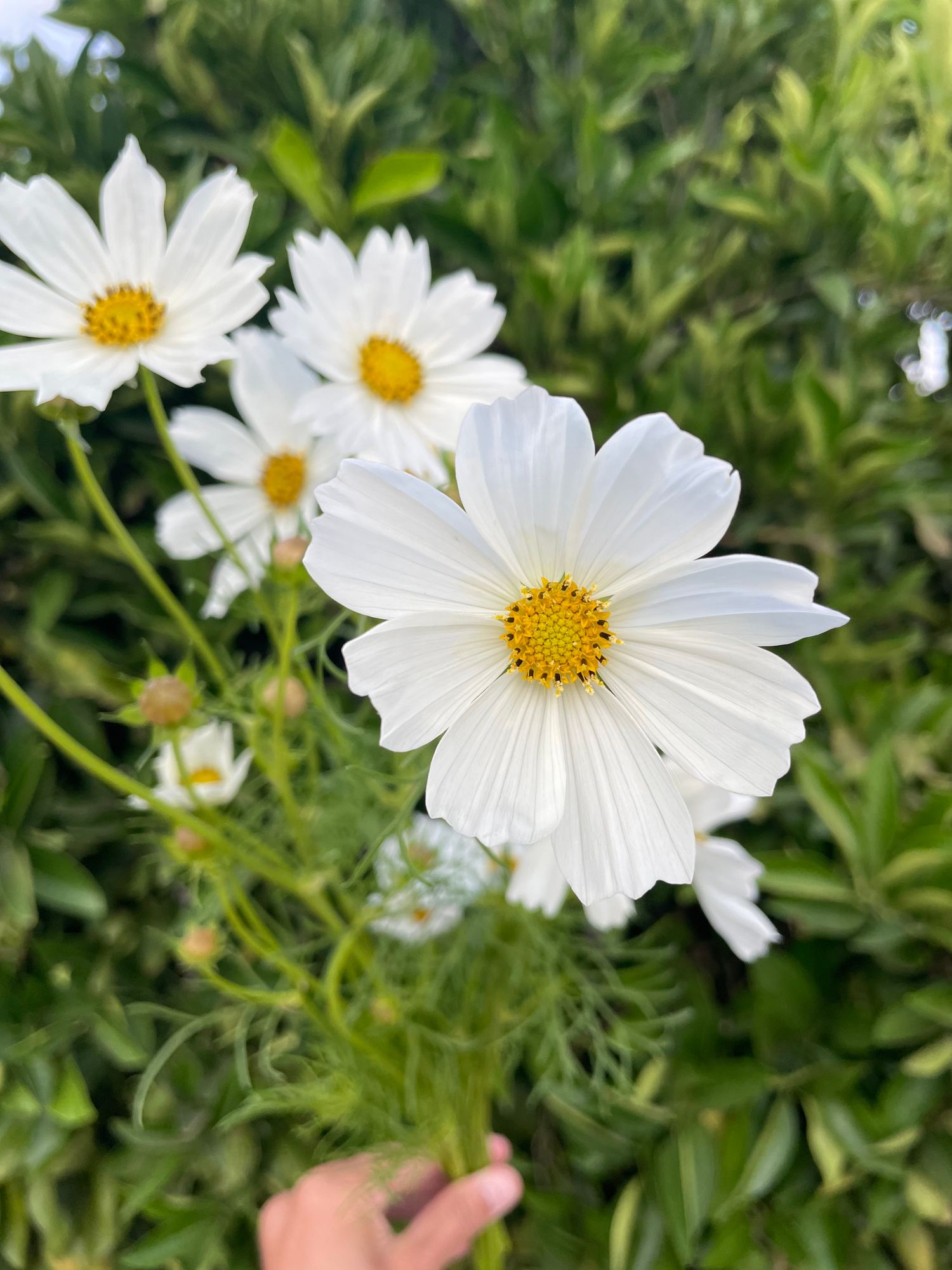 COSMOS bipinnatus Sensation Purity
