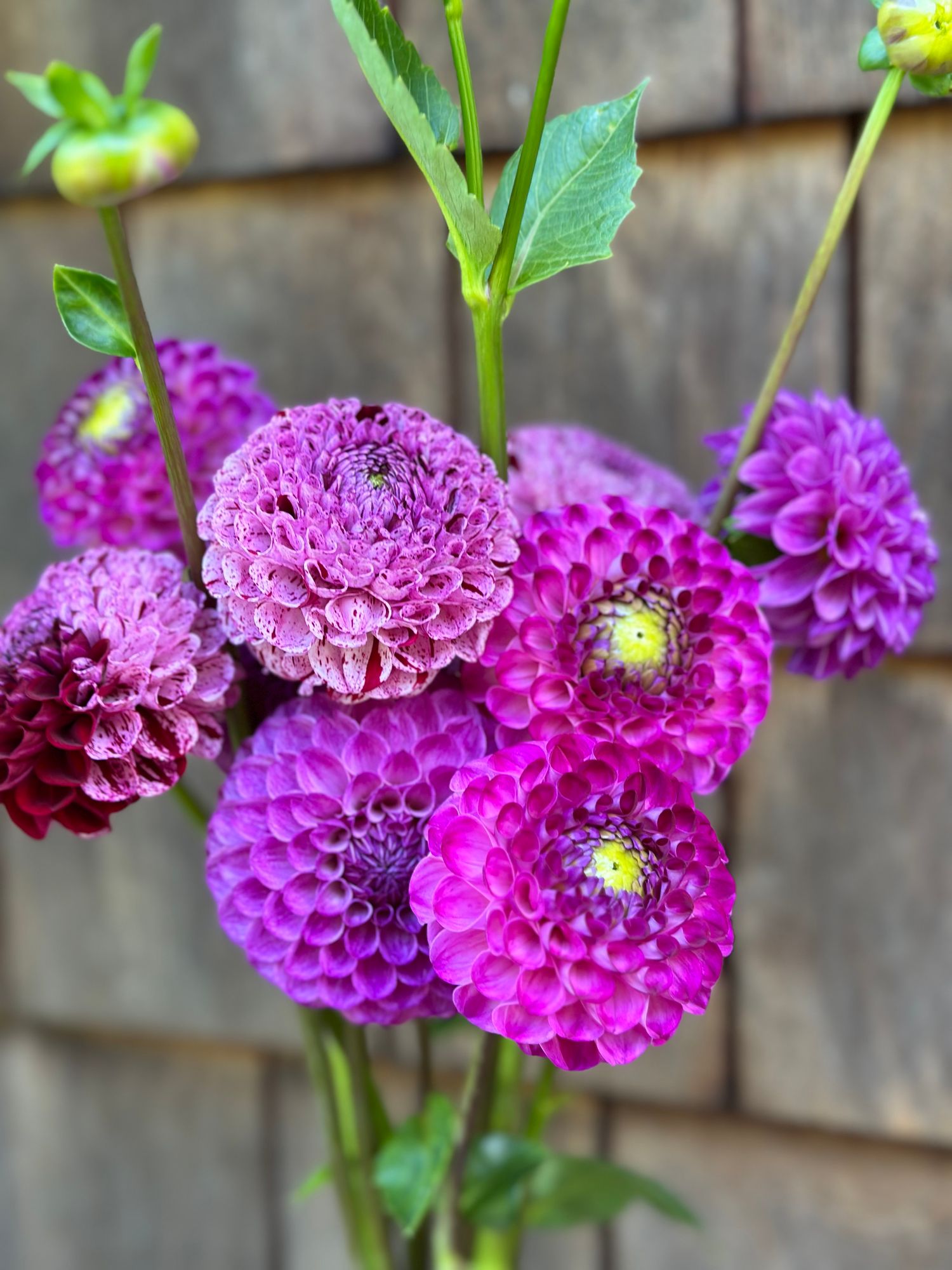 DAHLIA Ball