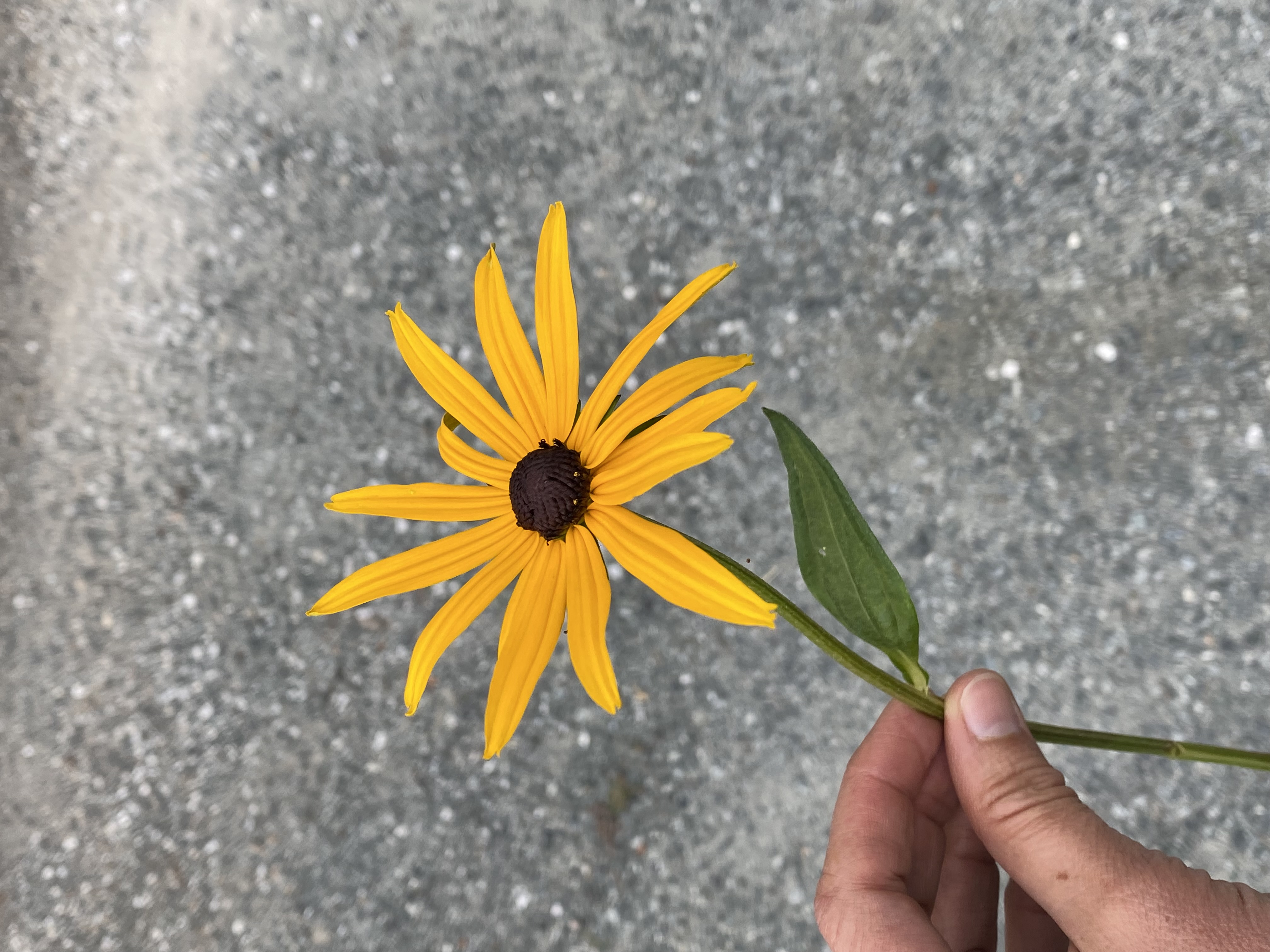 RUDBECKIA fulgida goldstrum