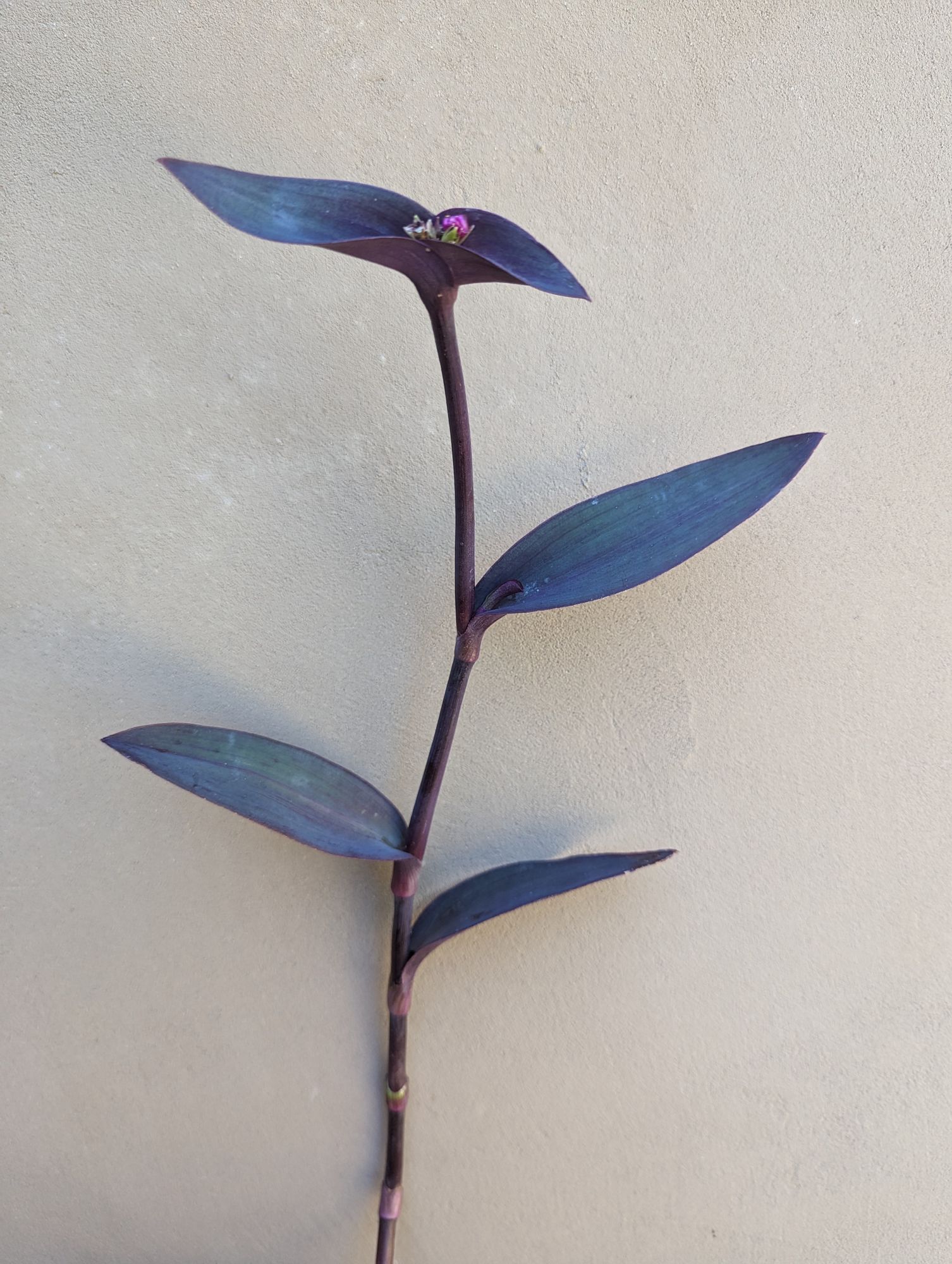 TRADESCANTIA pallida Purple Queen