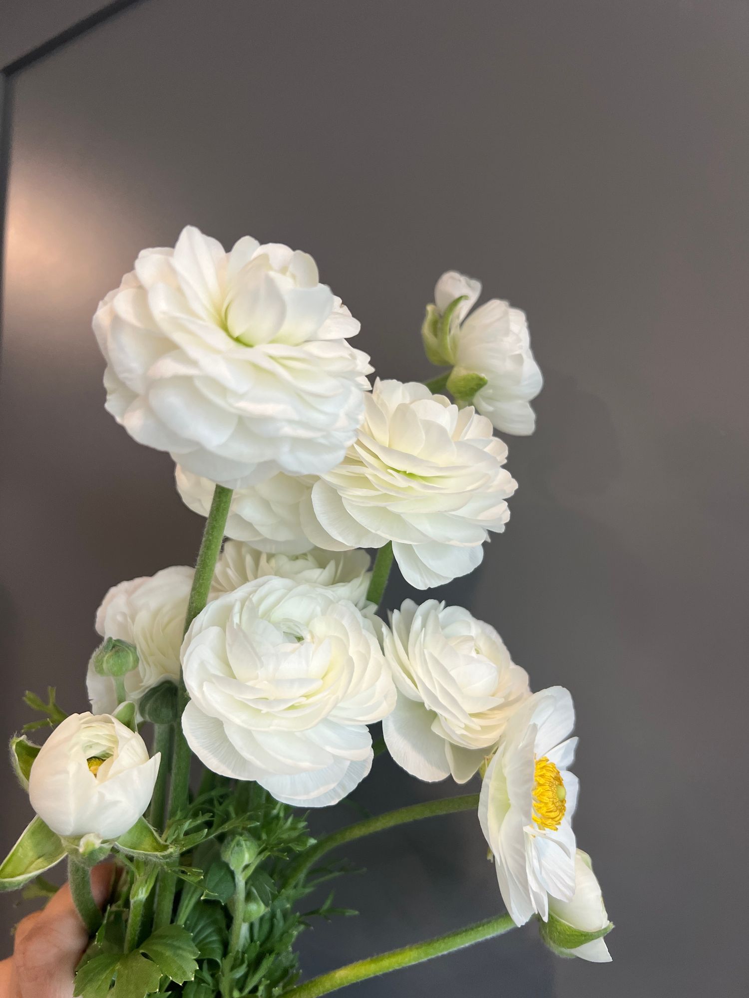 RANUNCULUS