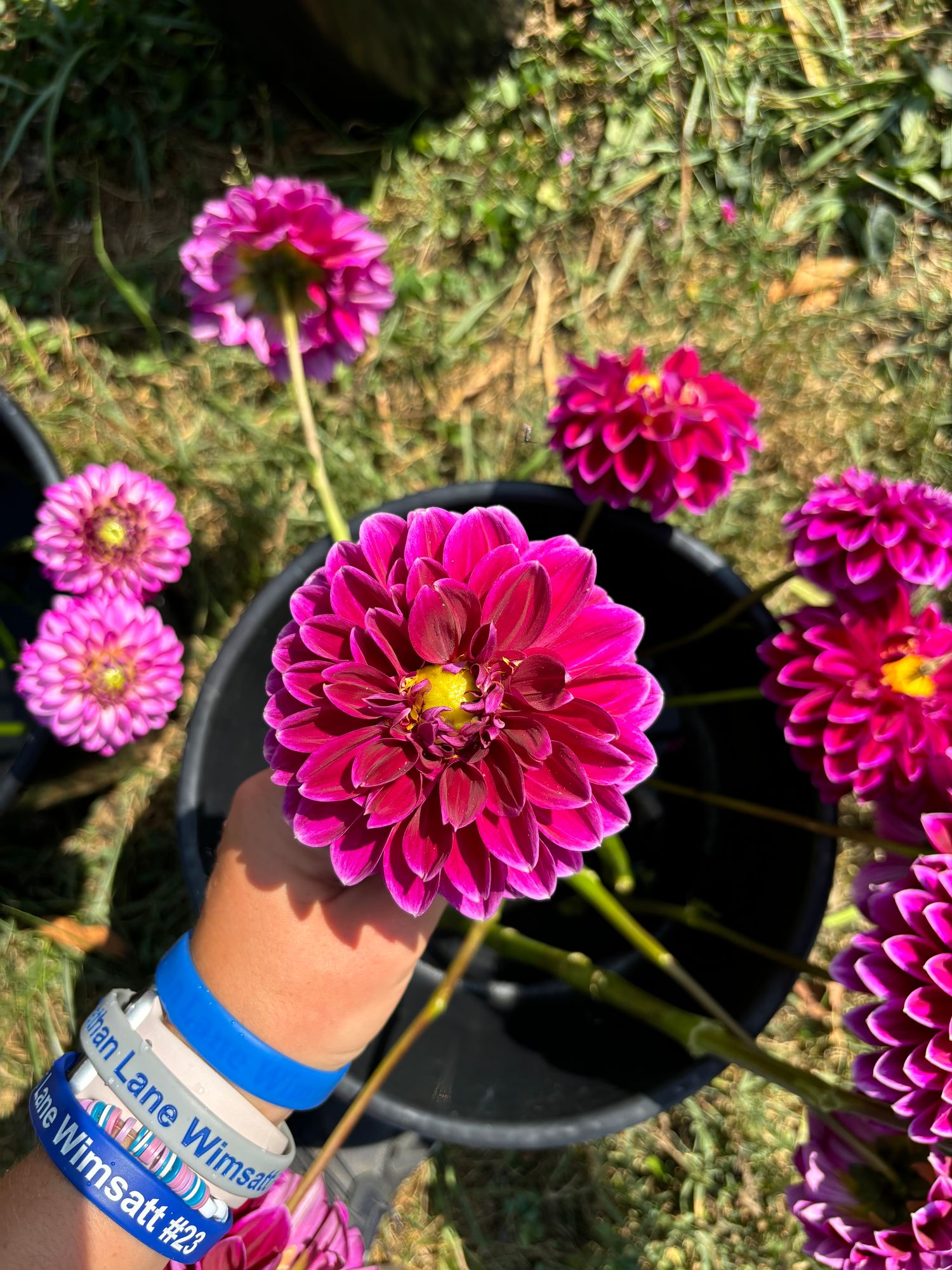 DAHLIA Jowey Marilyn