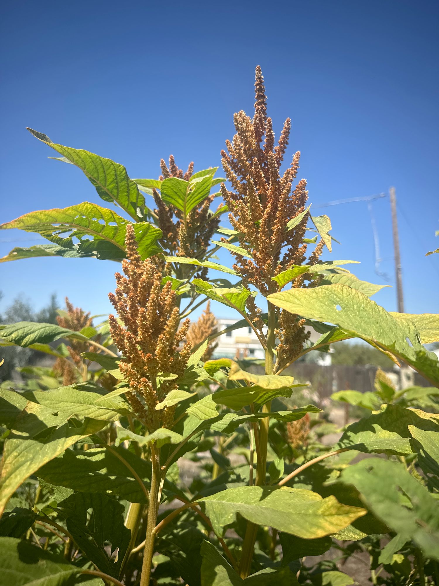 AMARANTHUS cruentus Hot Biscuits