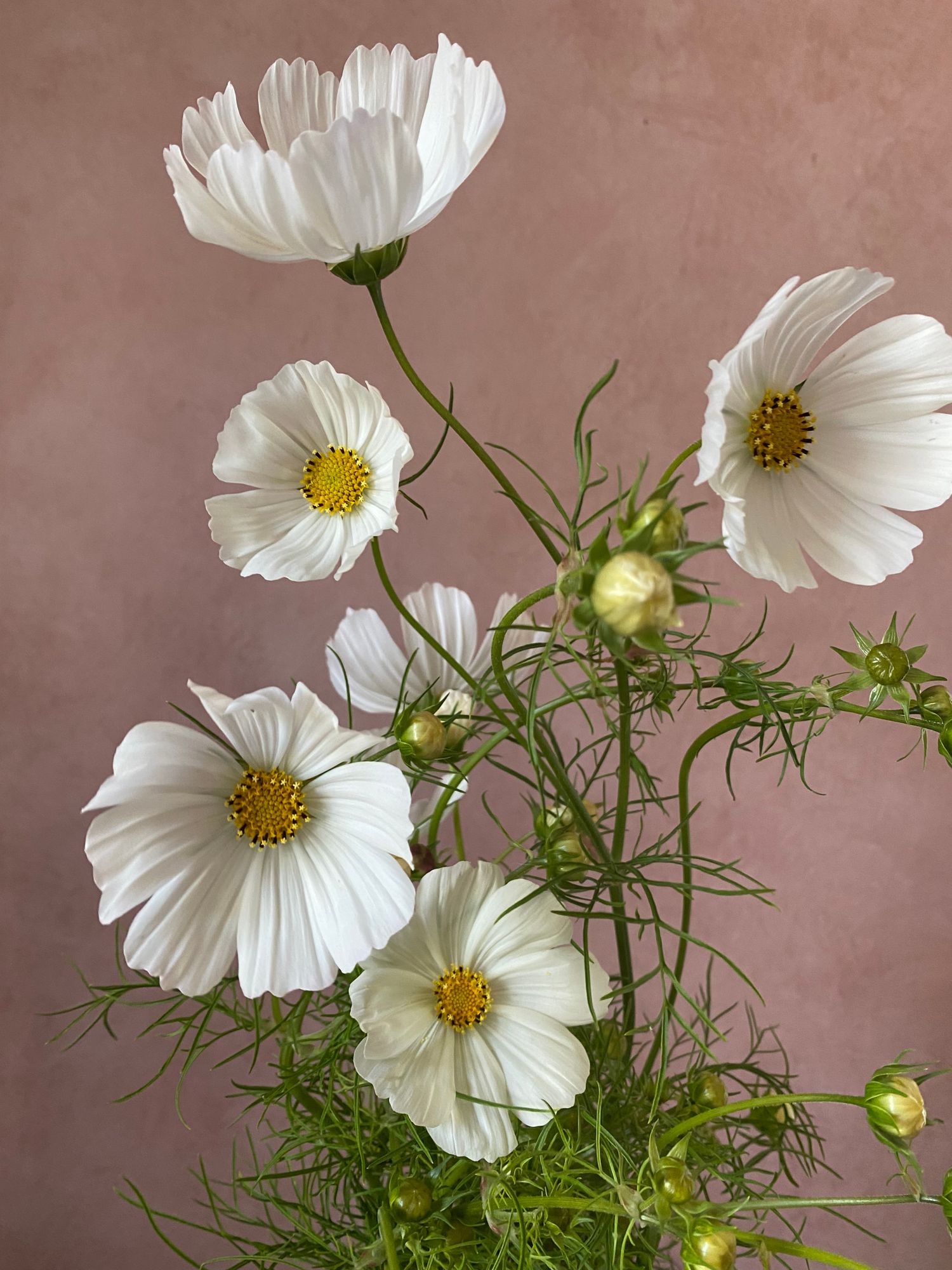 COSMOS bipinnatus Sensation Purity