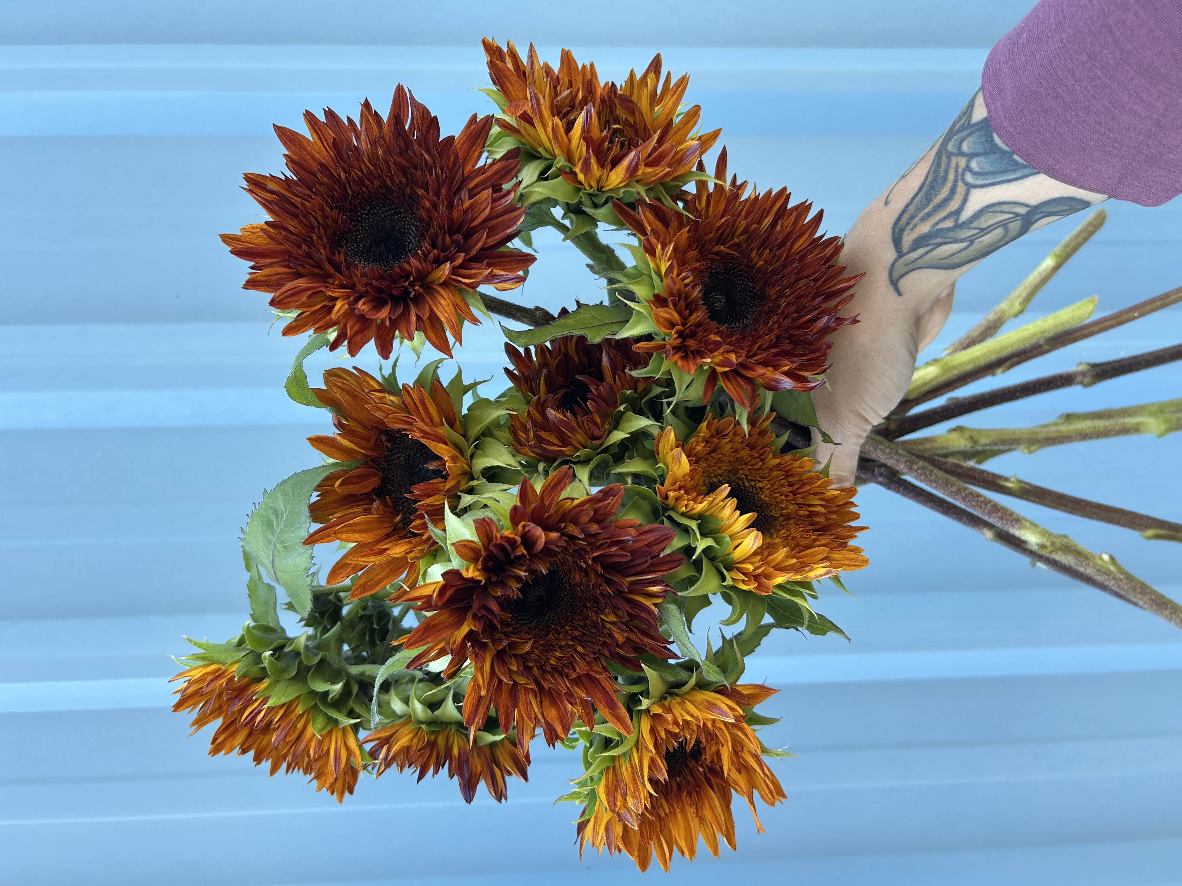 HELIANTHUS annuus Darjeeling