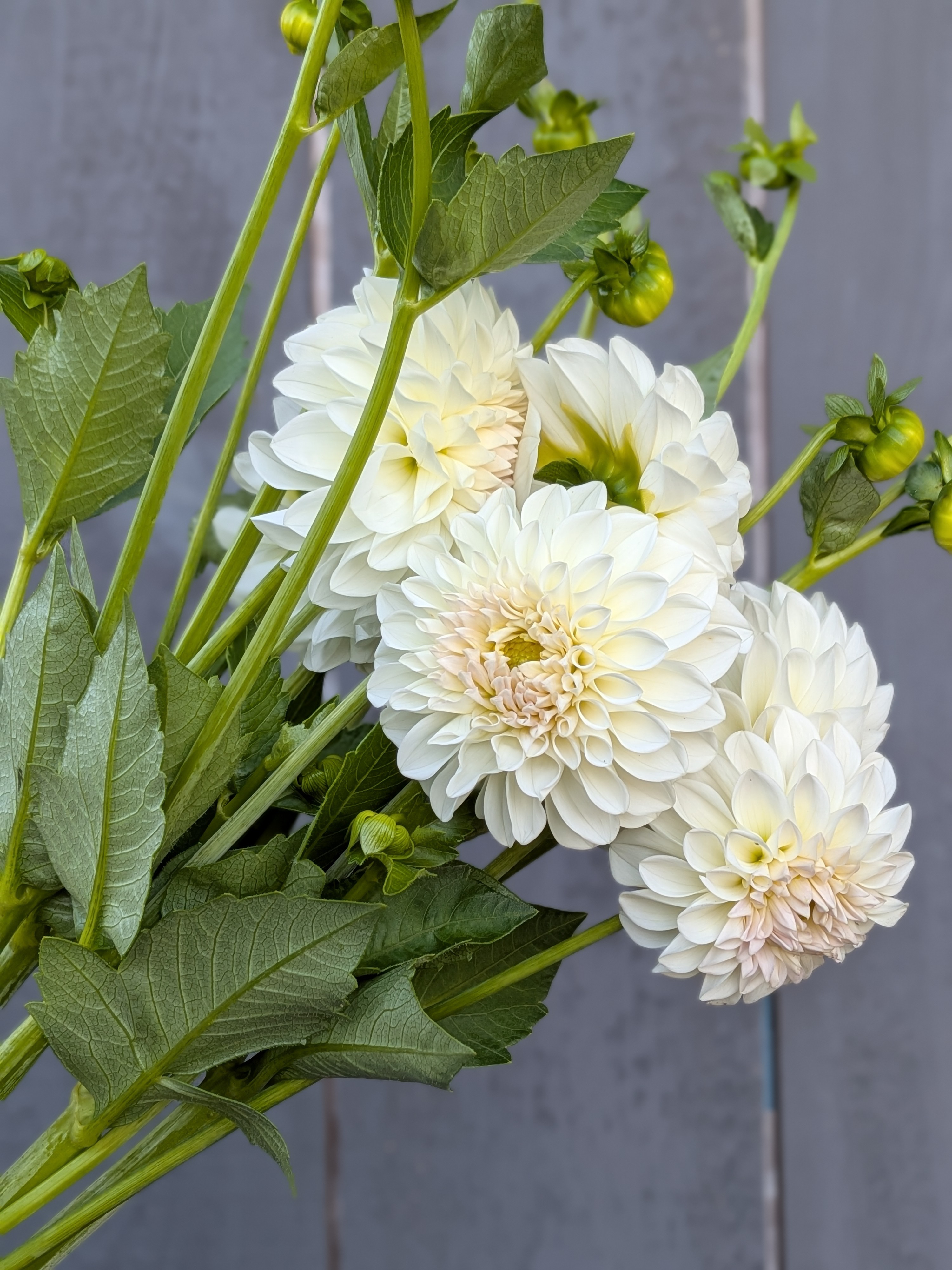 DAHLIA Boom Boom White