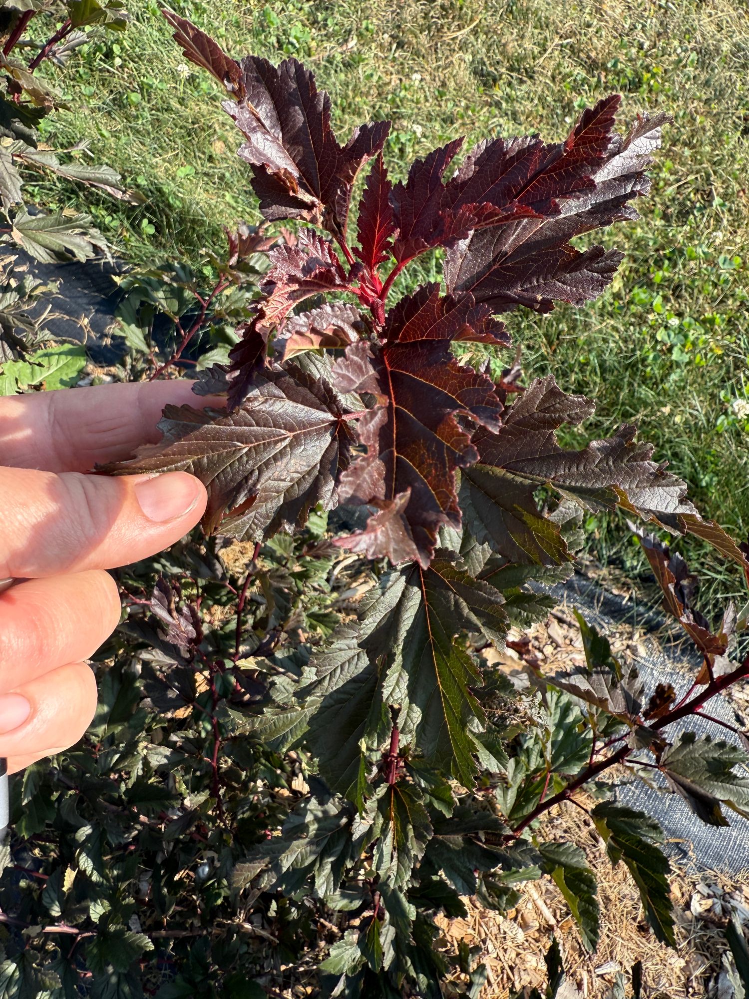 PHYSOCARPUS opulifolius