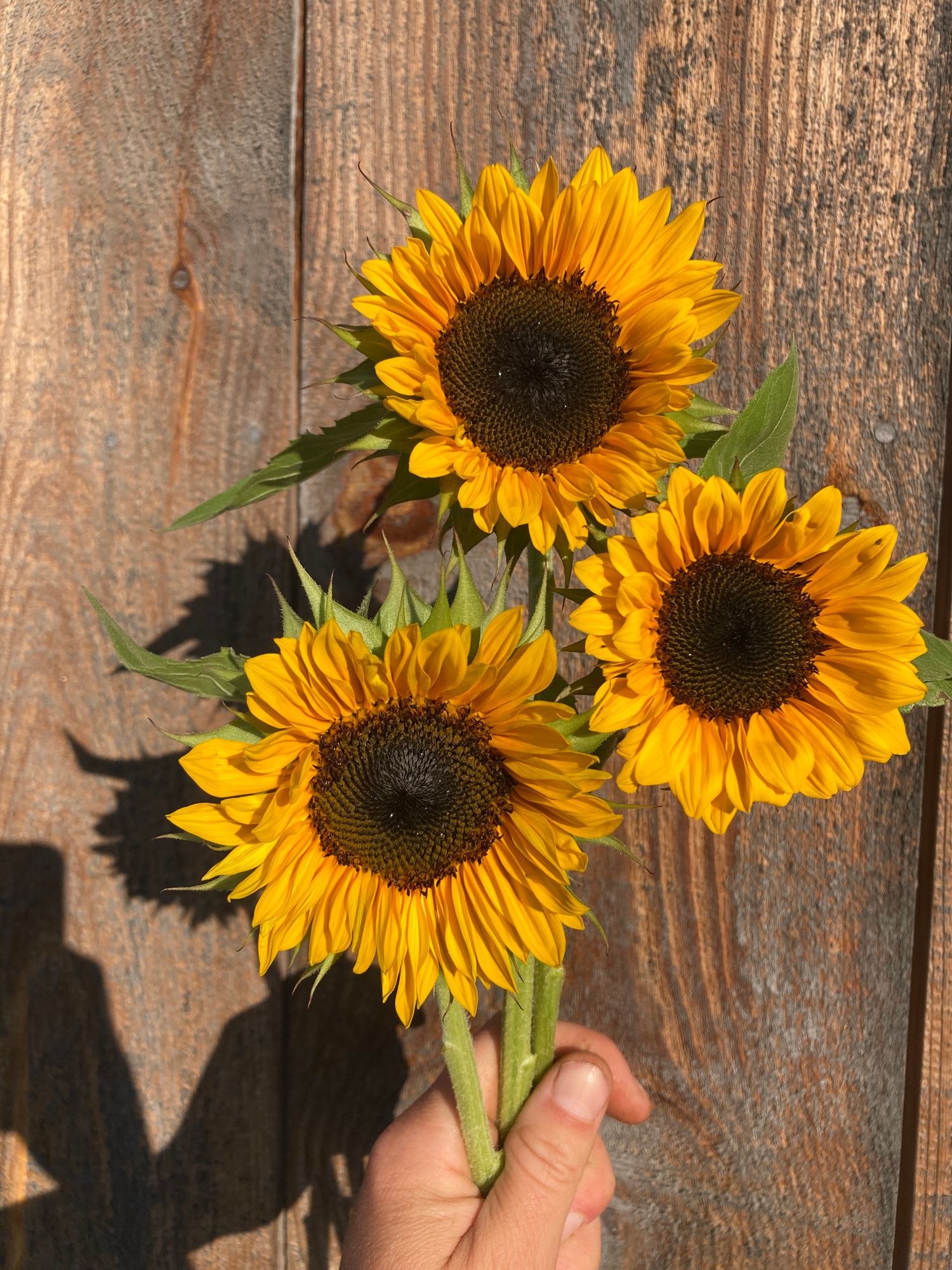 HELIANTHUS annuus ProCut Orange