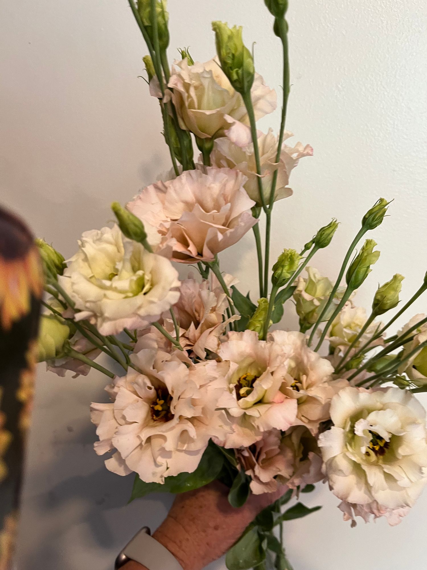 EUSTOMA grandiflorum Celeb Beige Neo