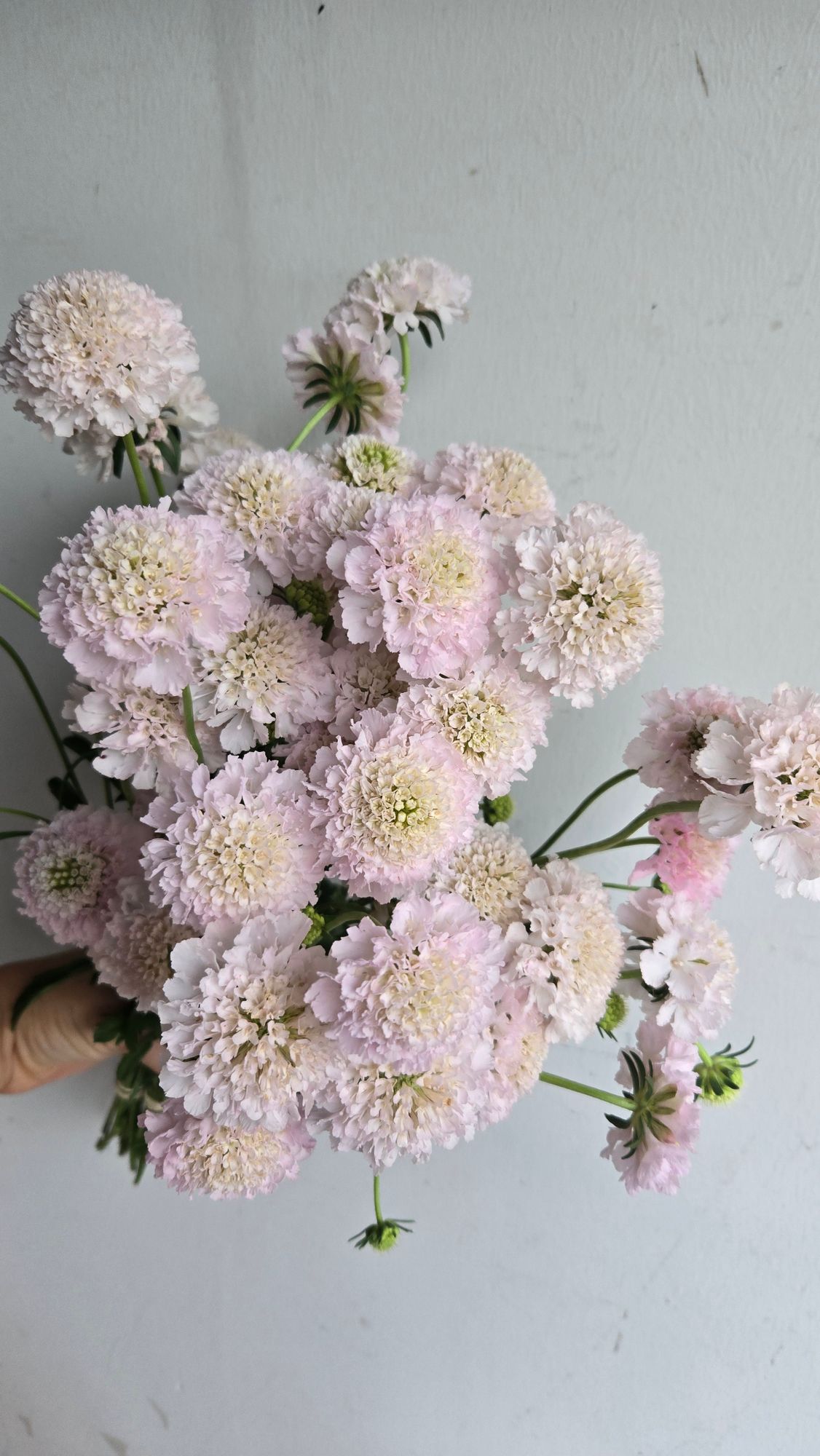 SCABIOSA atropurpurea x caucasica Bon Bon Scoop